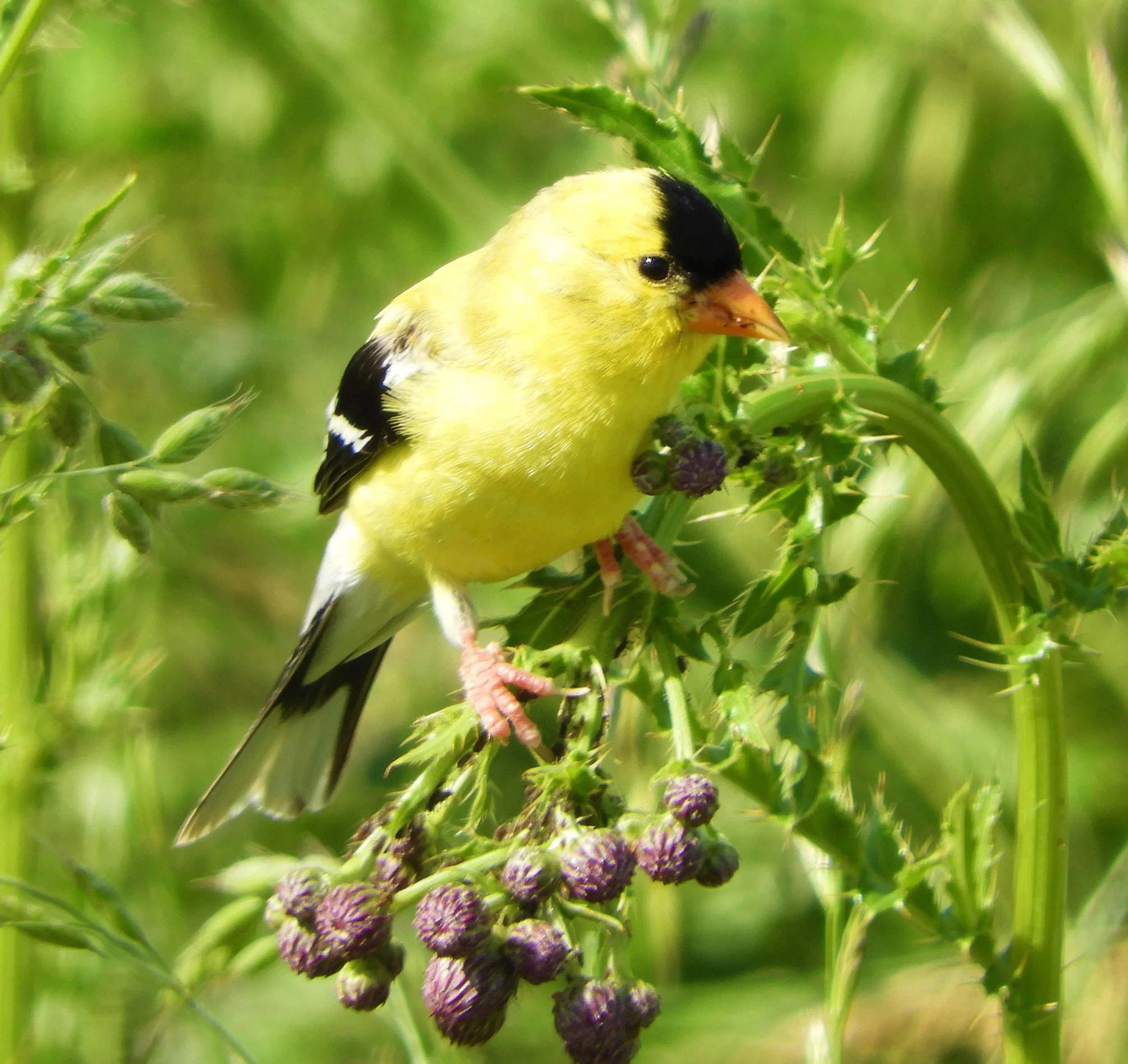 American Goldfinch