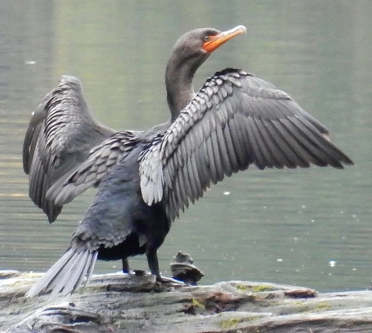 Cormorant
