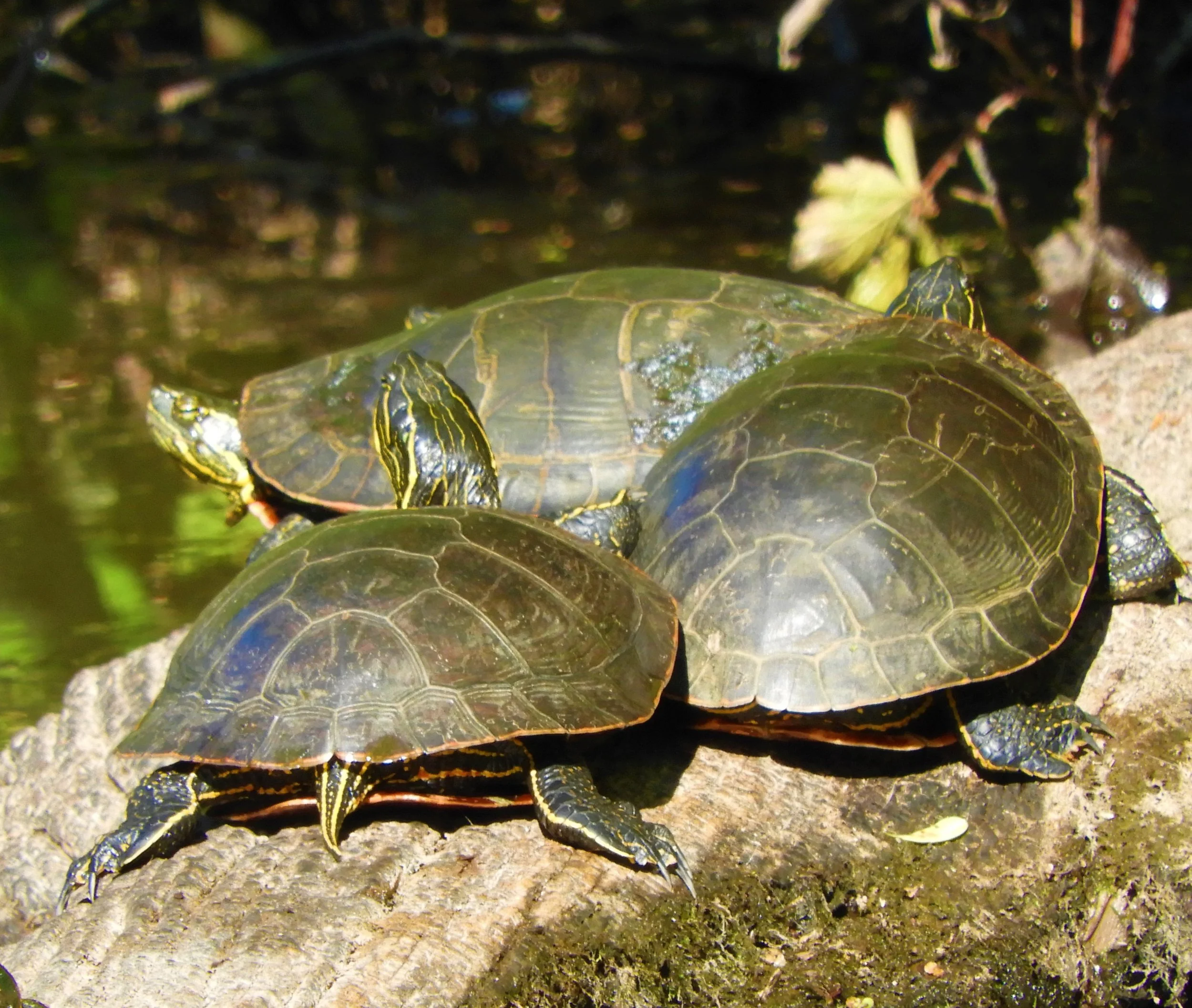 Turtles