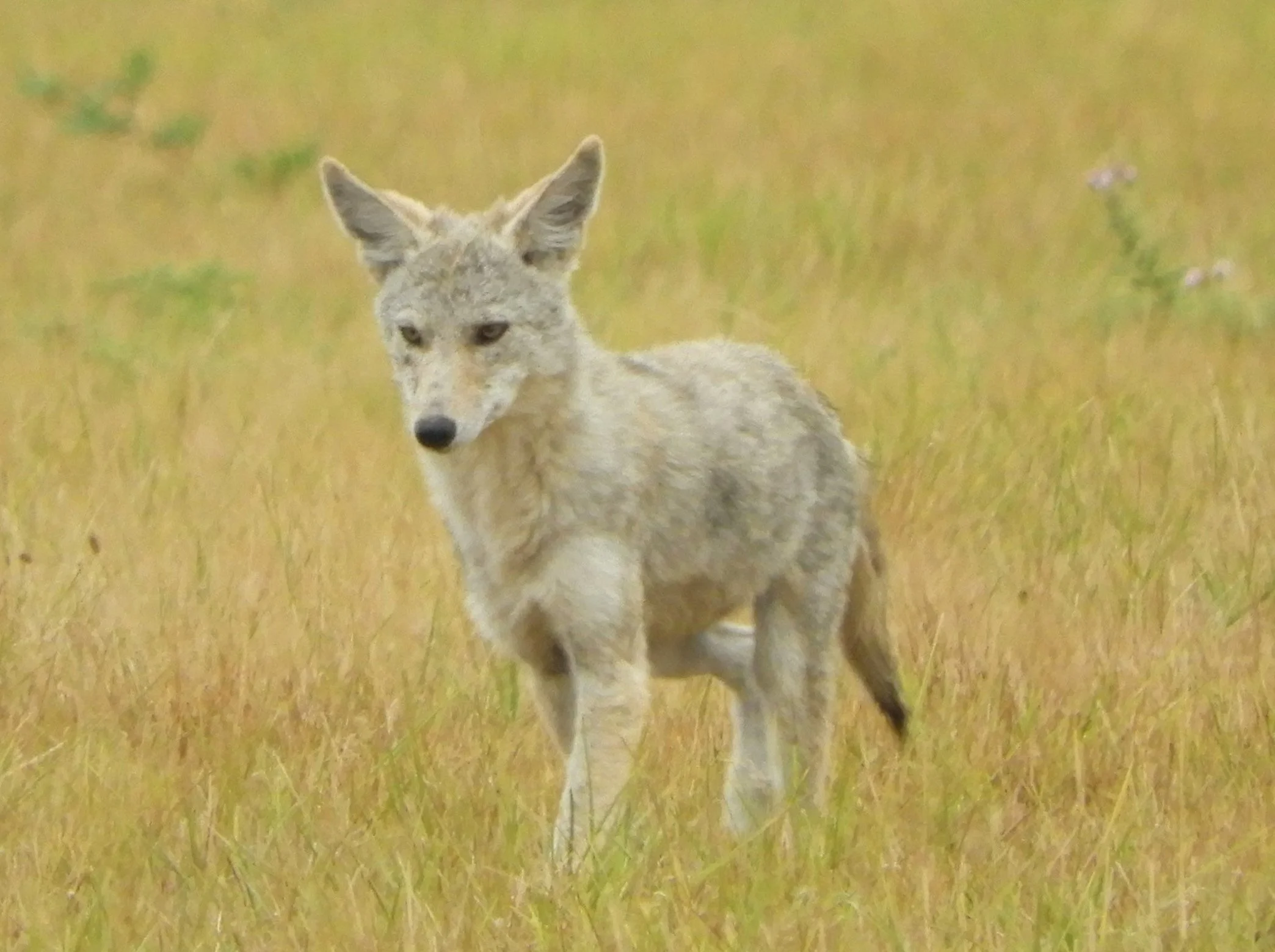 Coyote