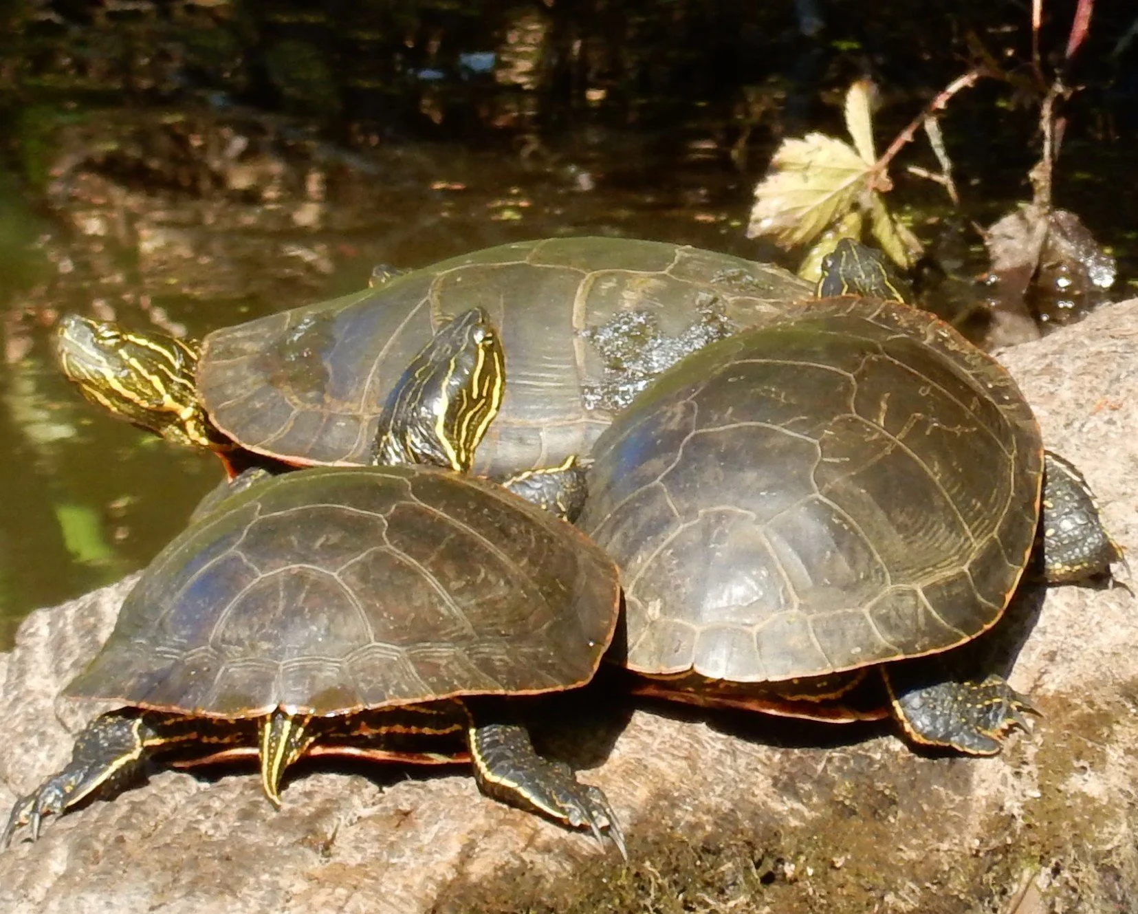 Turtles