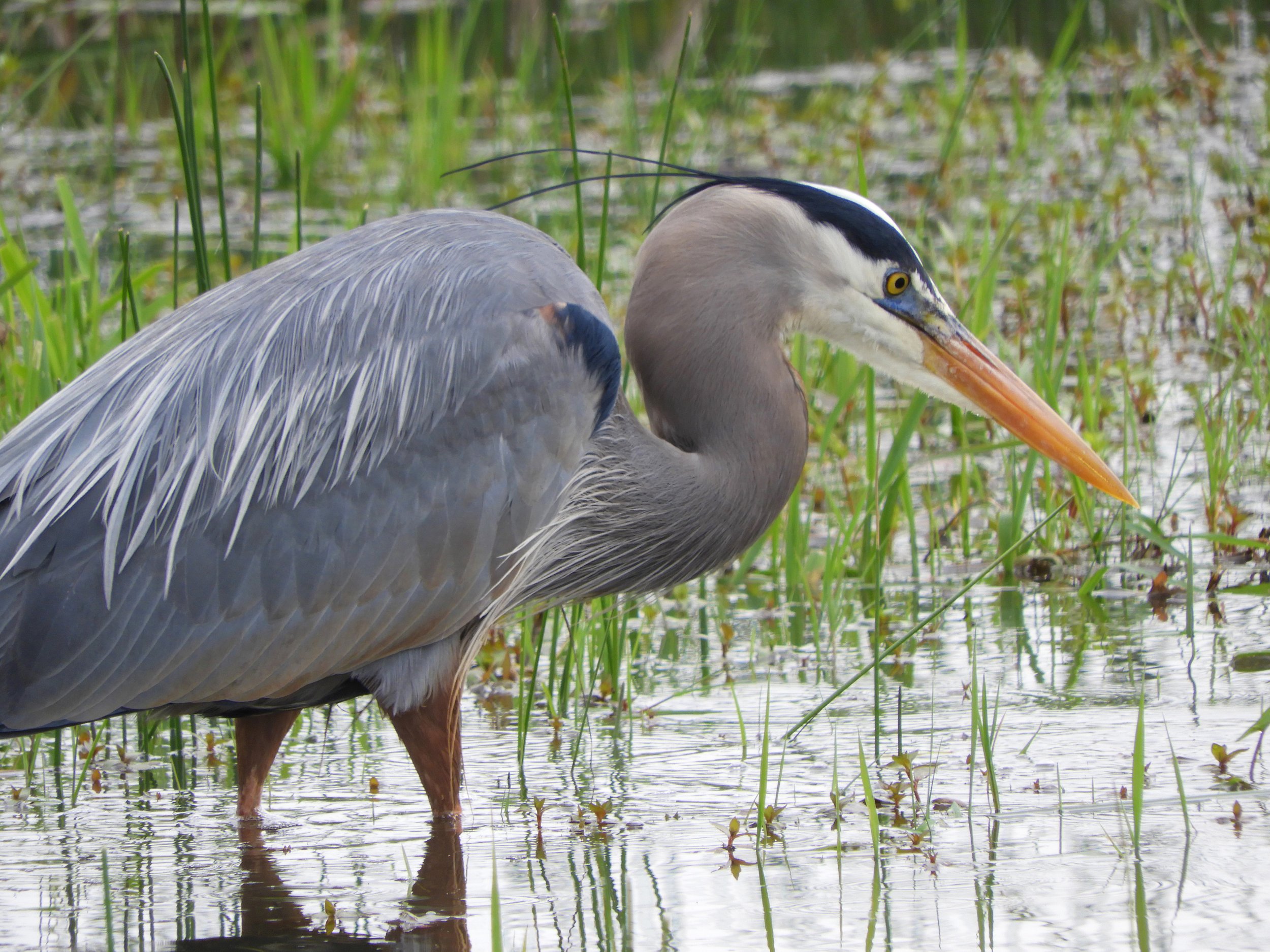 Great Blue Heron