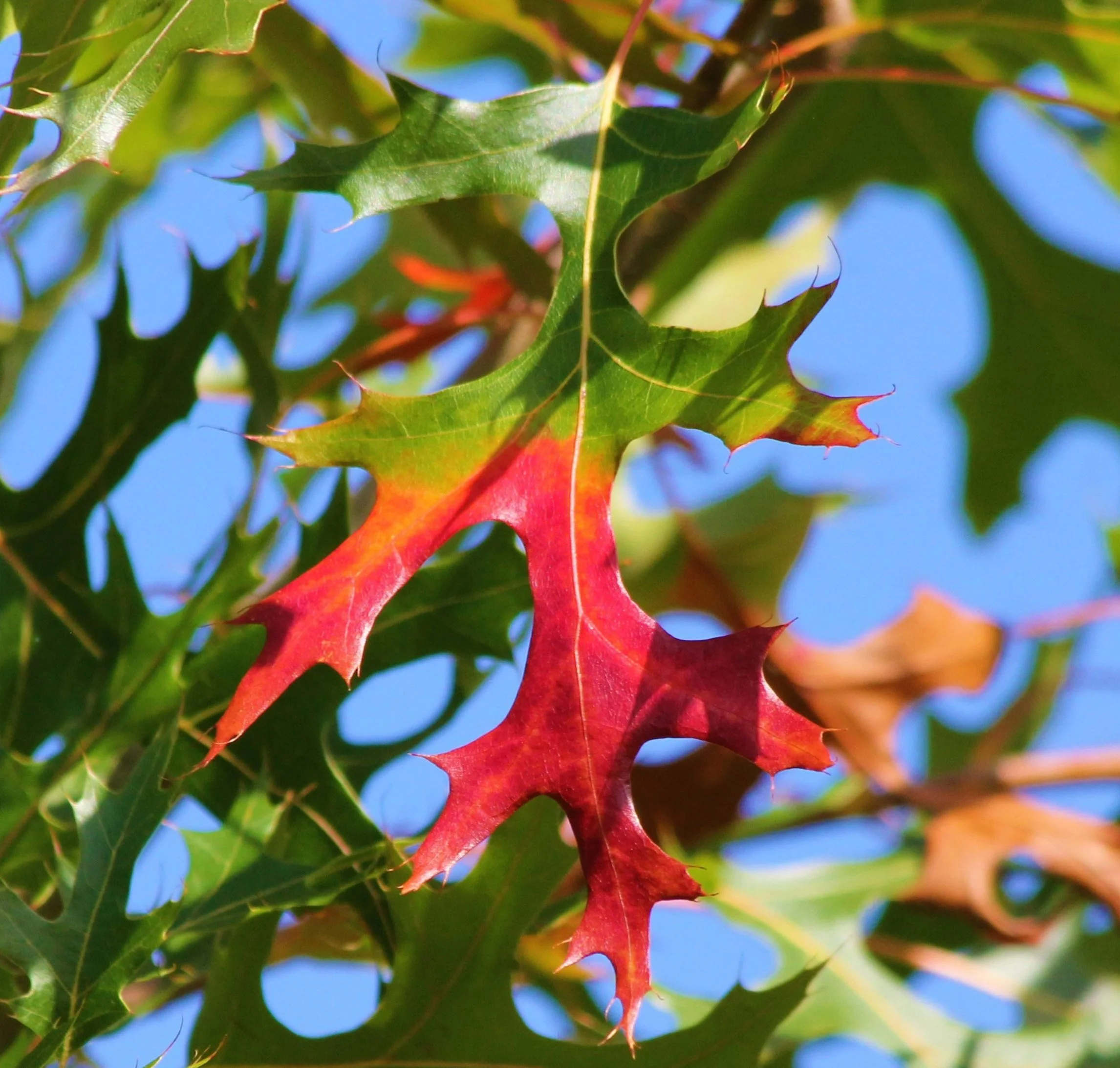 Leaves