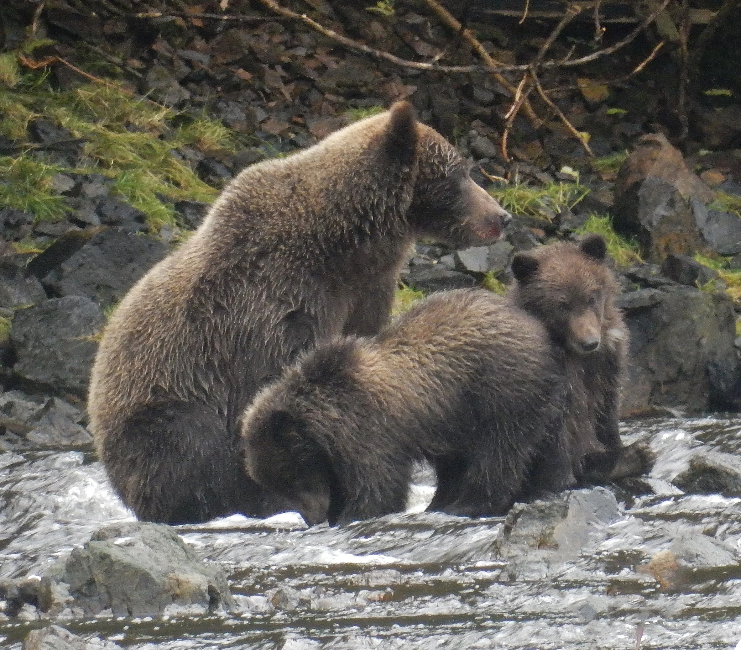 Bears
