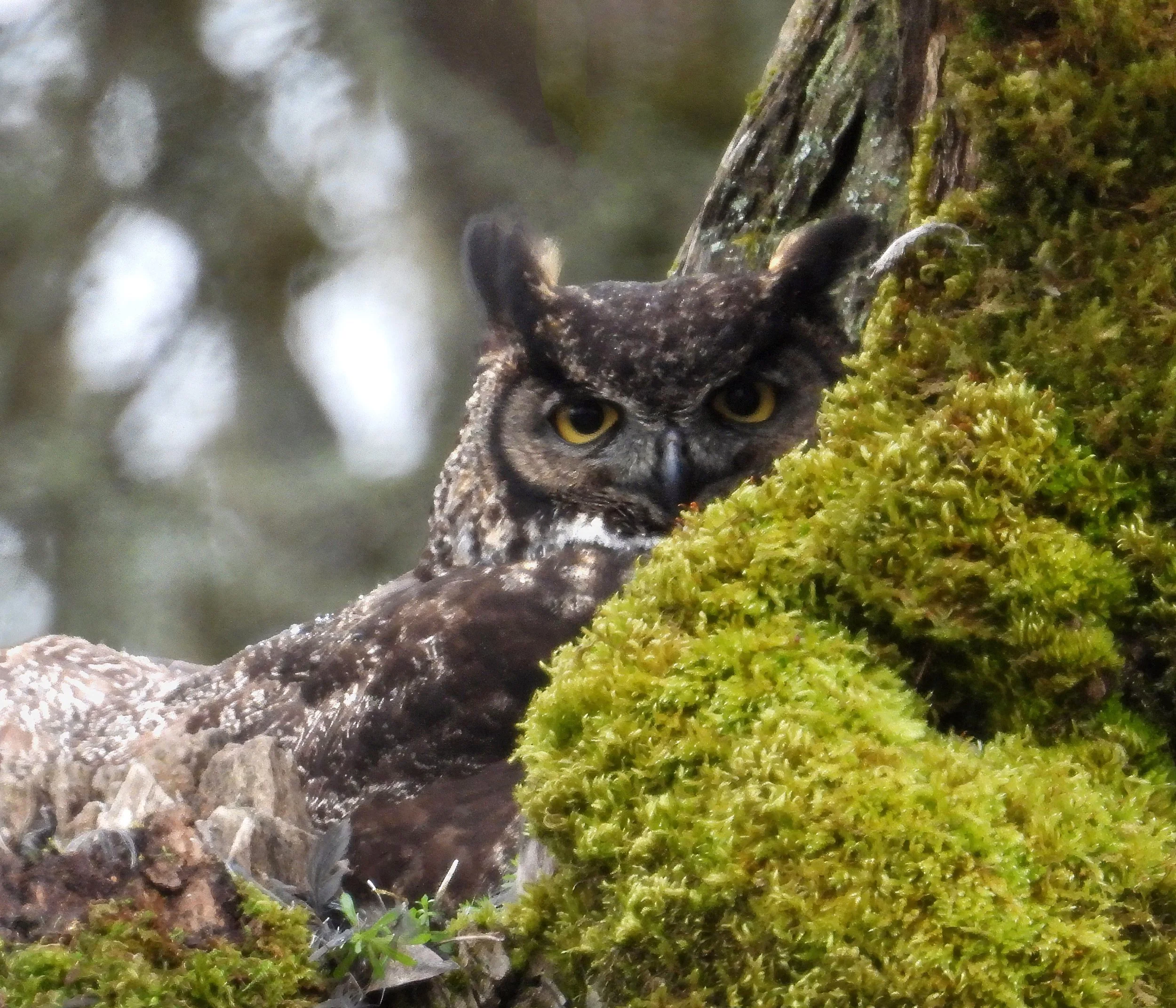 Great Horned Owl