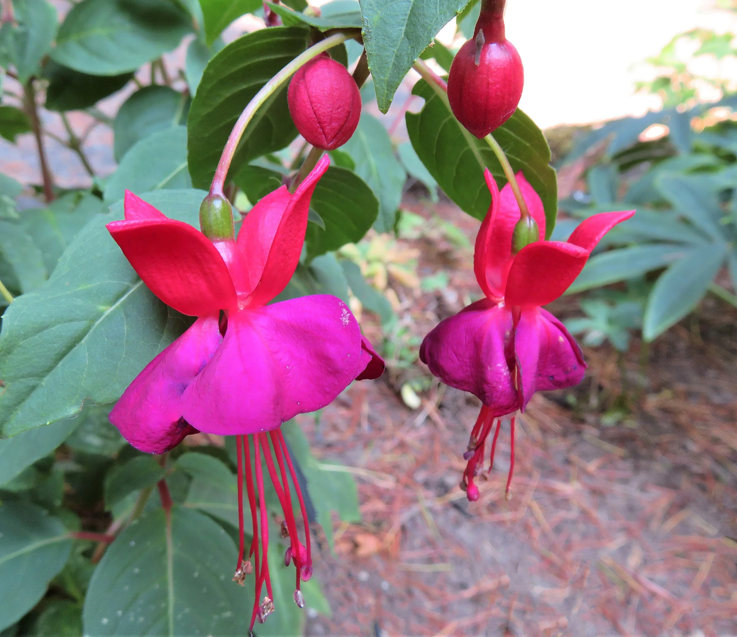 Fuchsia