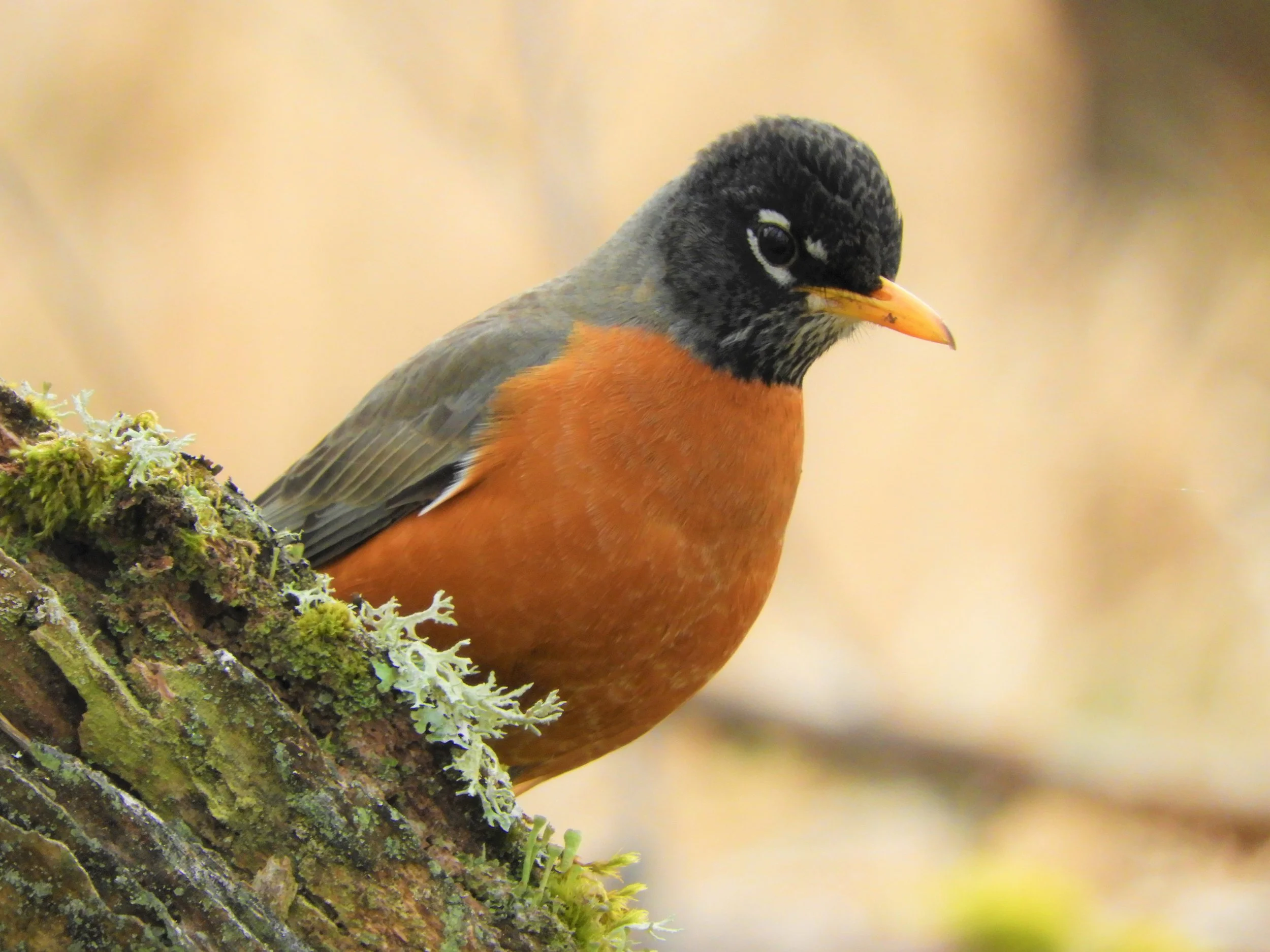 Robin
