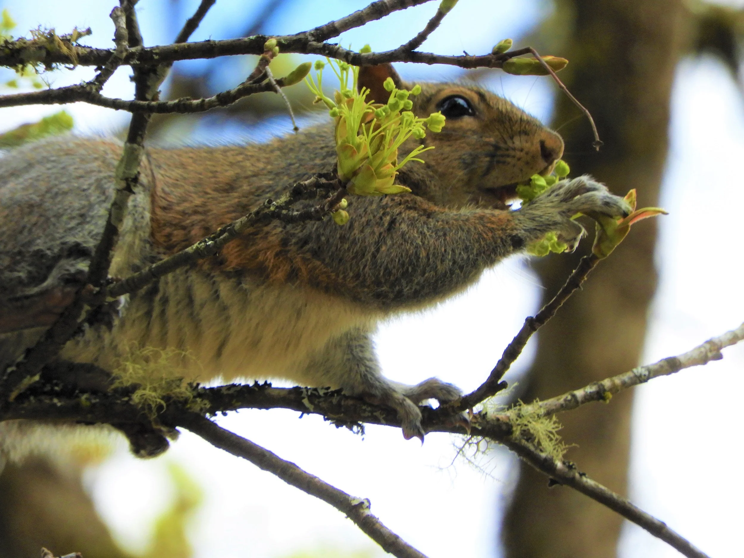 Squirrel