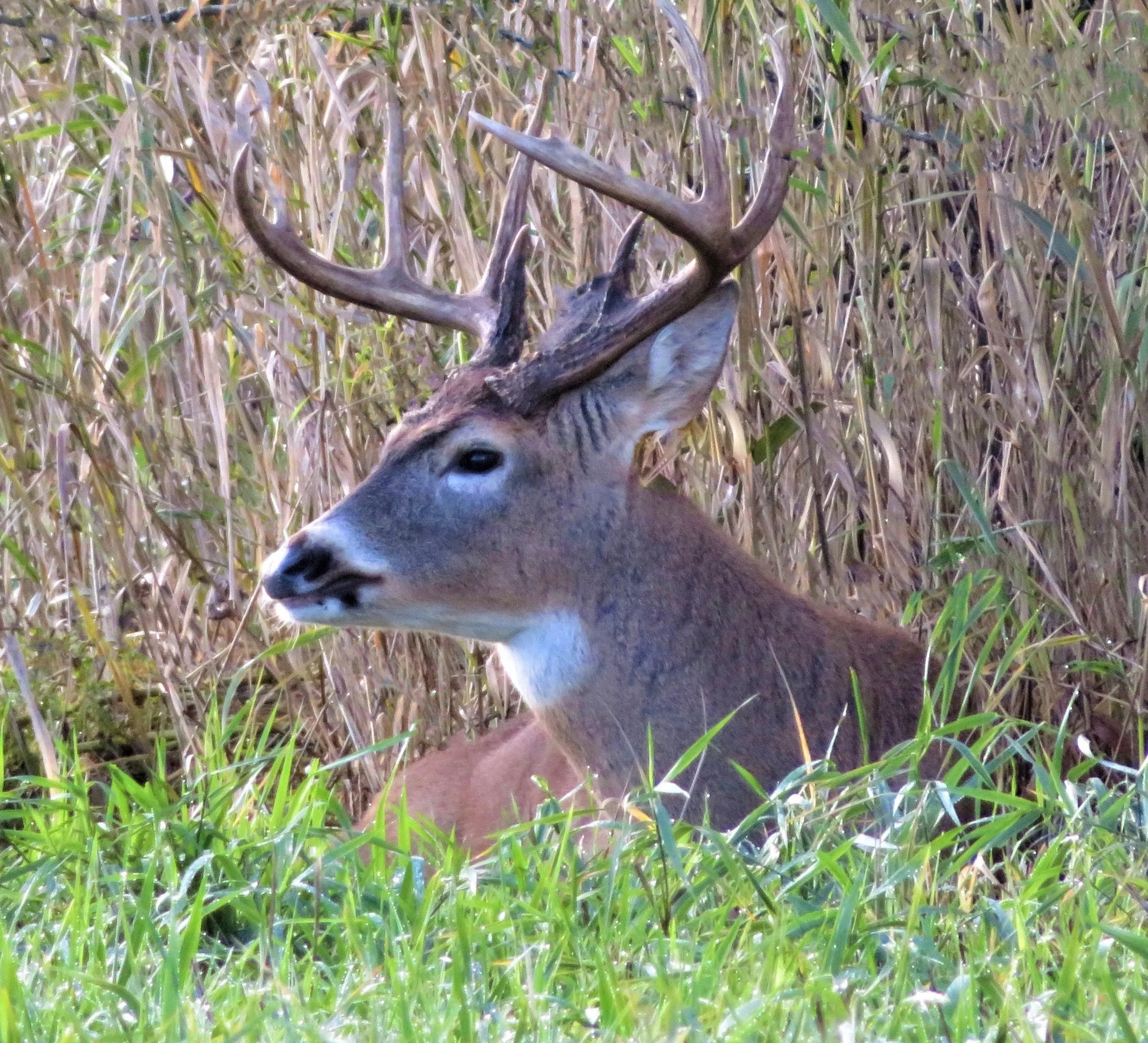 Buck