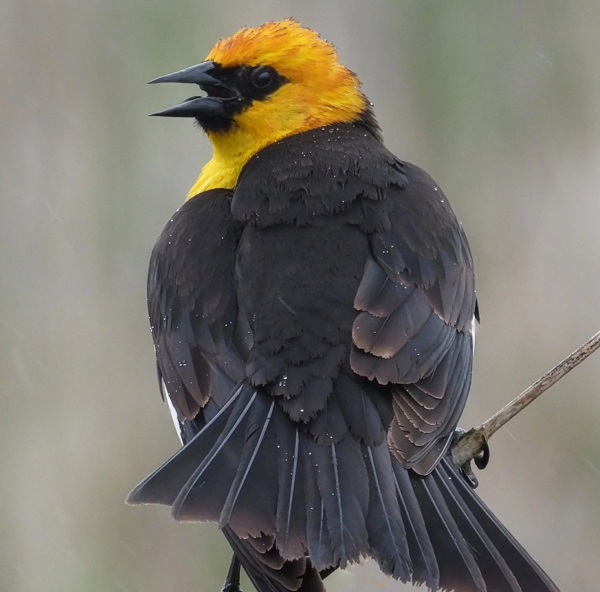 Yellow-Headed Blackbird