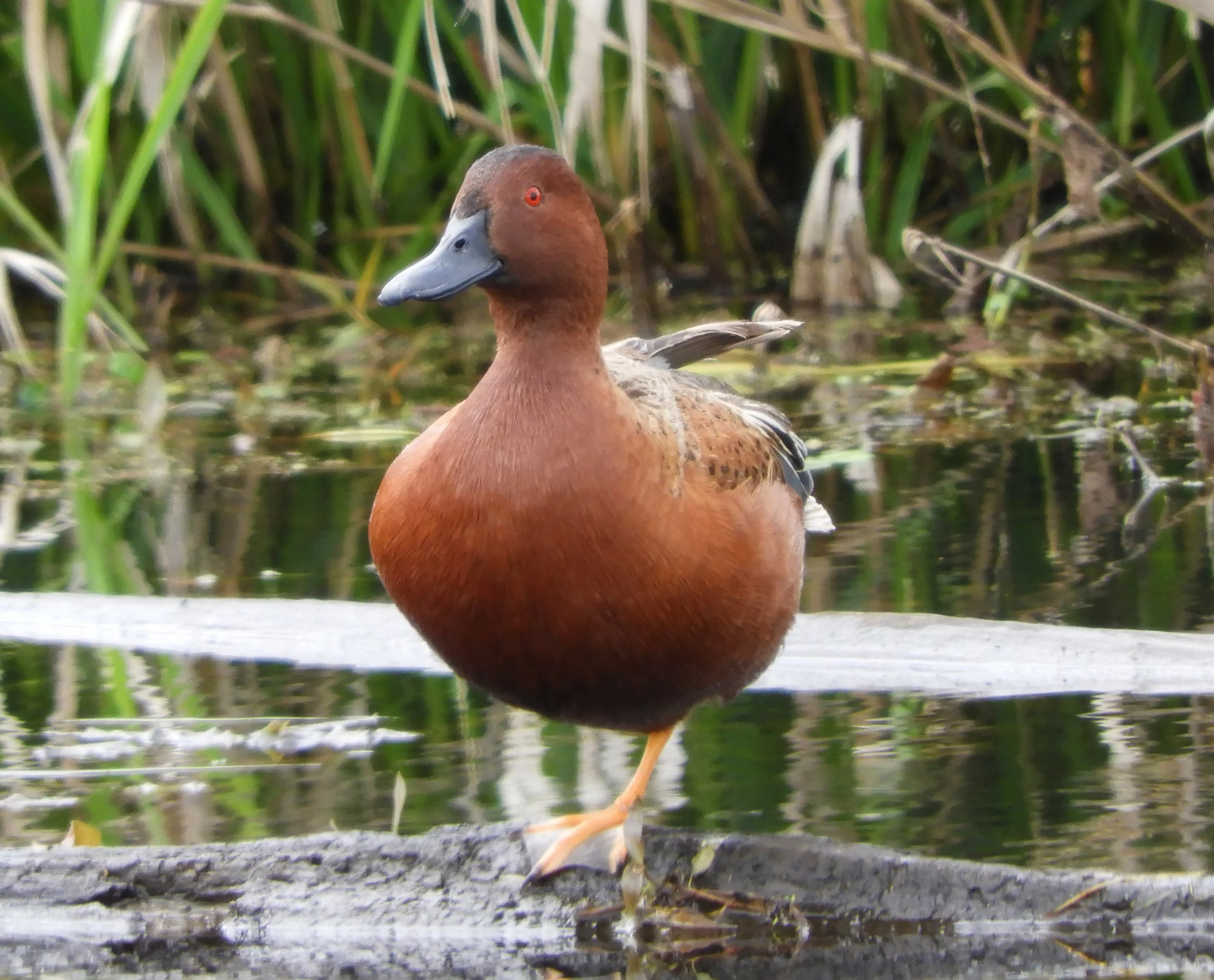 Cinnamon Teal Duck
