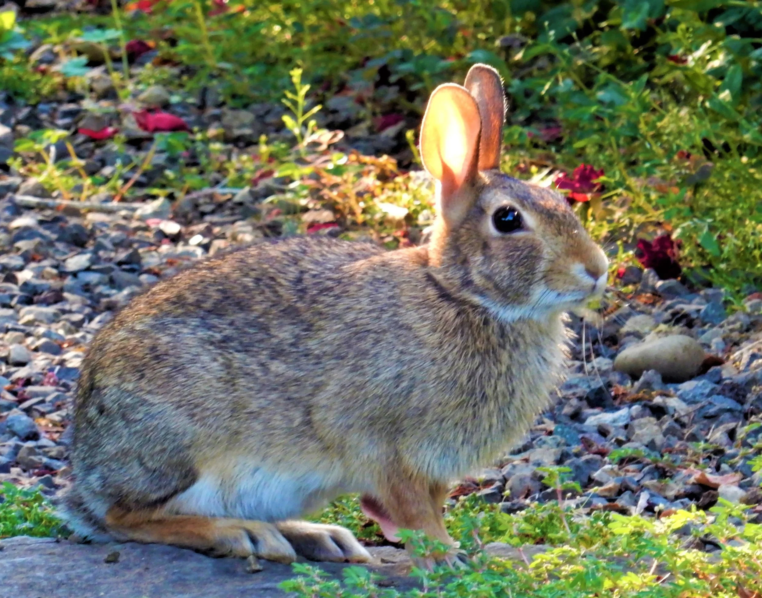 Rabbit