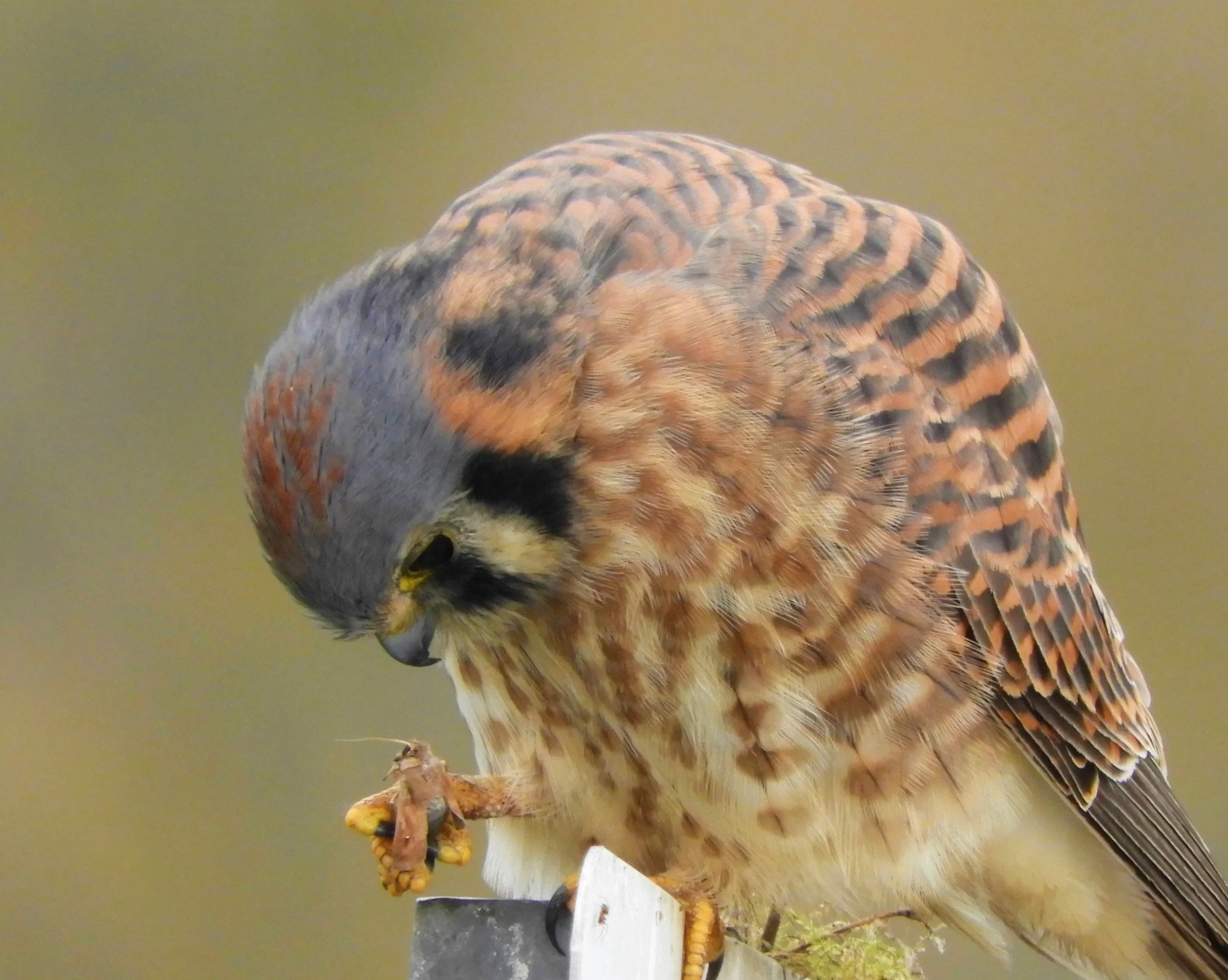 Kestrel