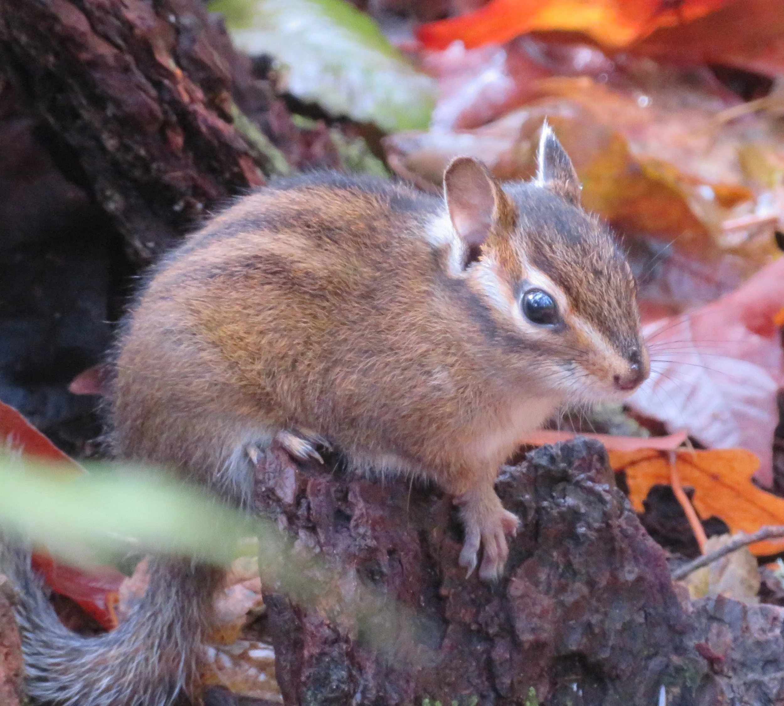 Chipmunk