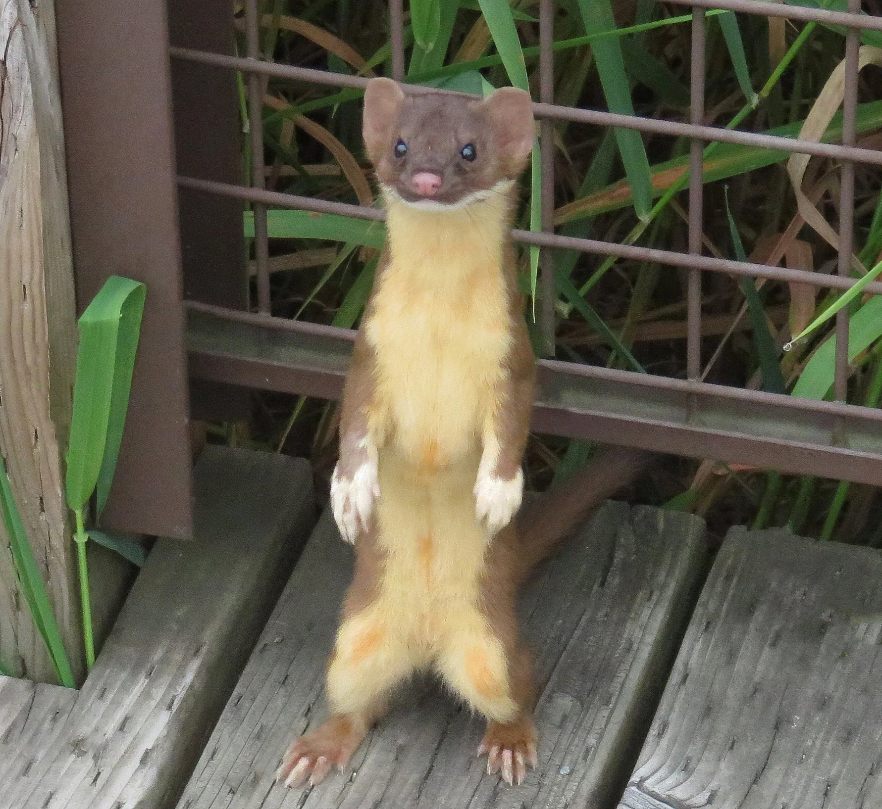 Weasel