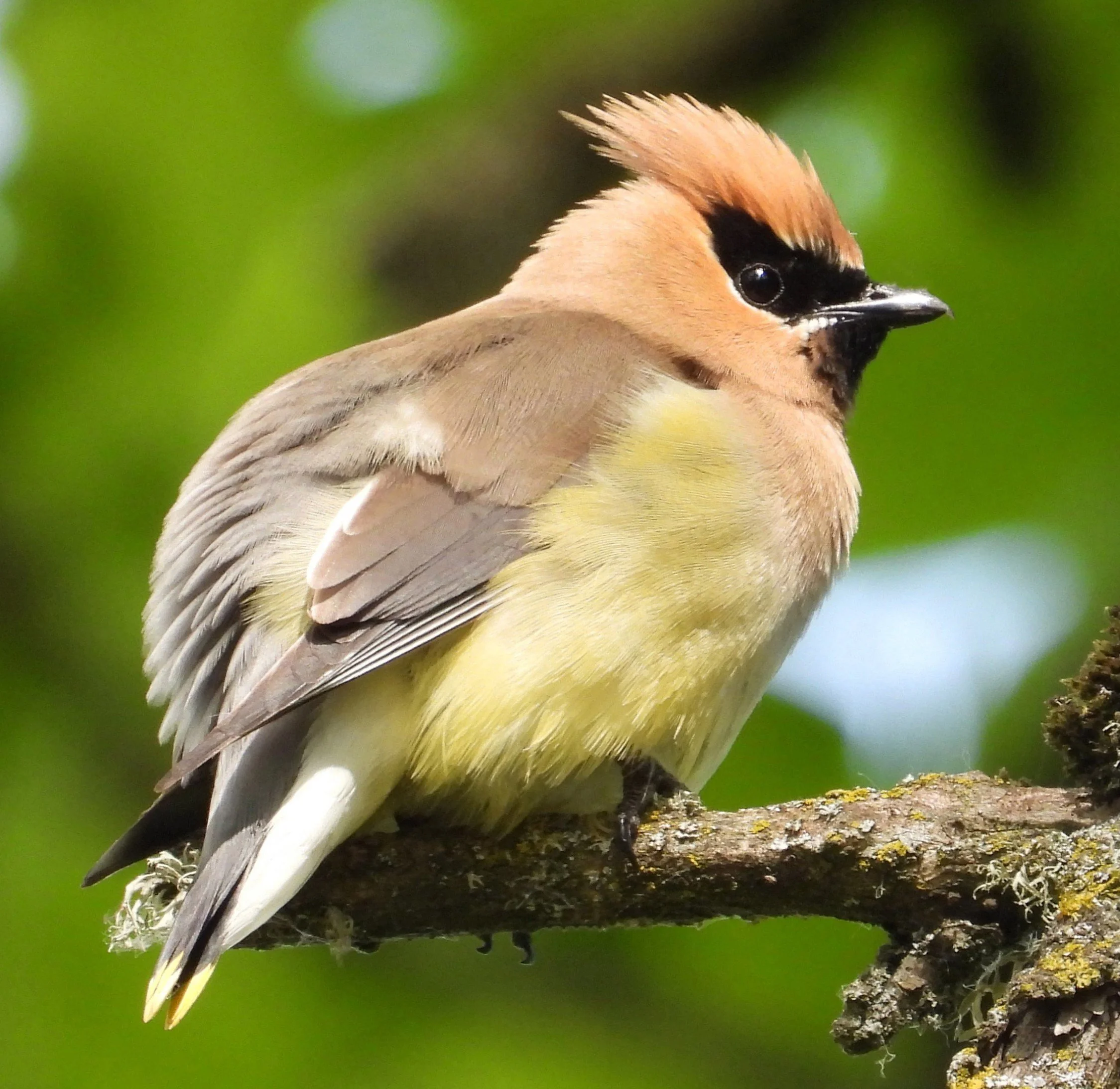 Cedar Waxwing