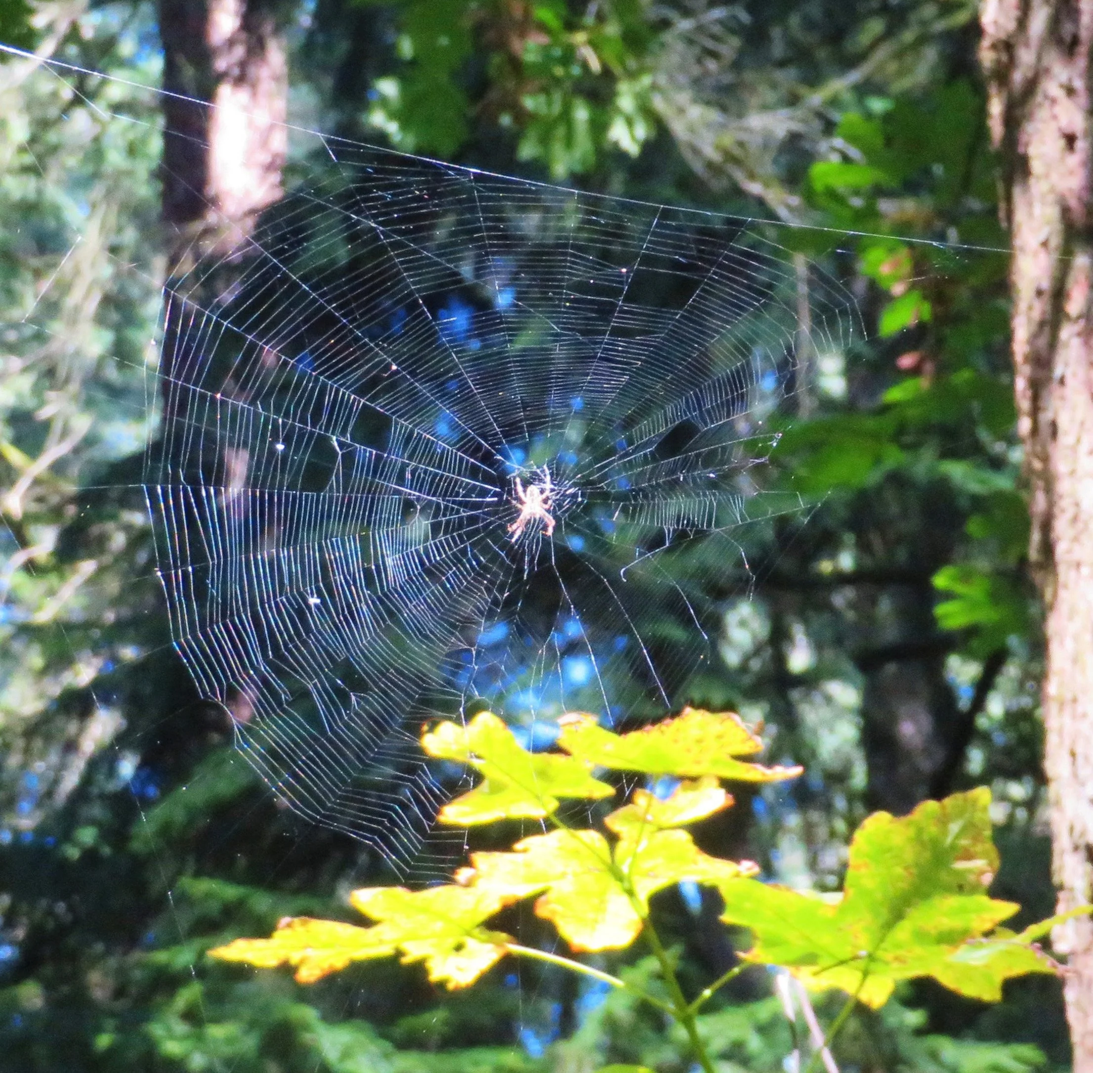 Spiderweb