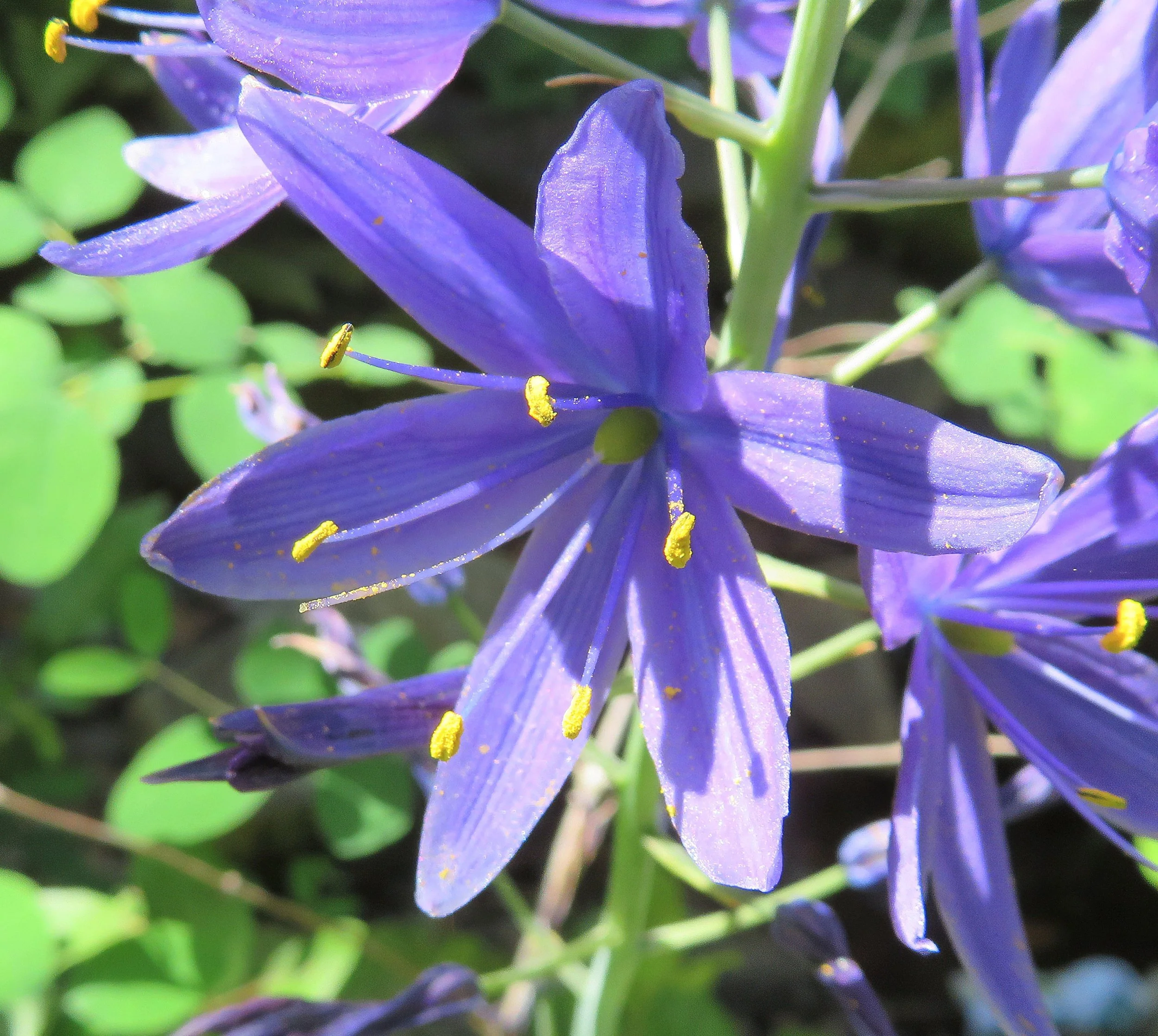 Camas Lilies