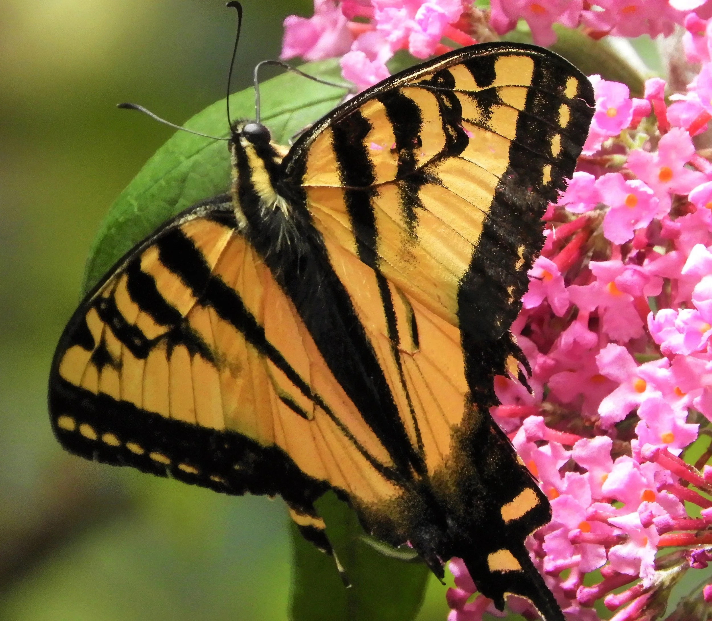 Swallowtail