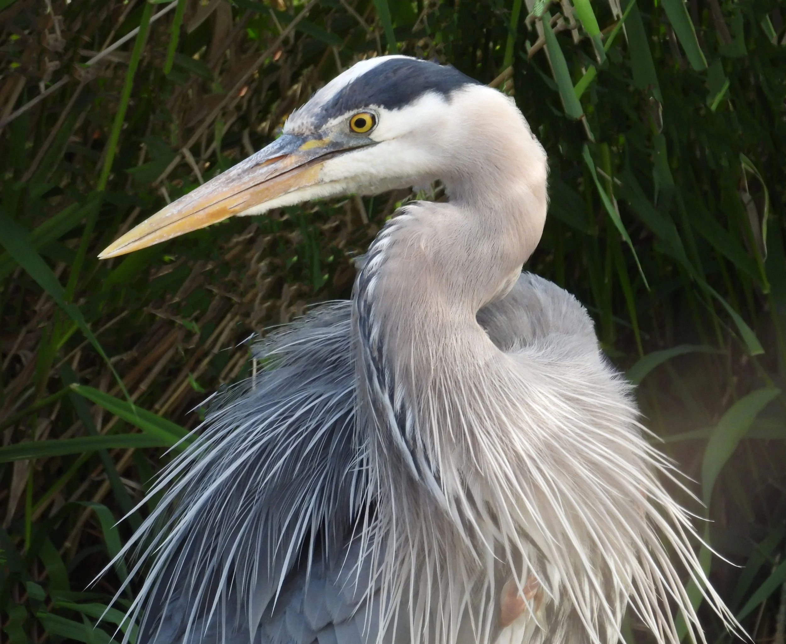 Great Blue heron