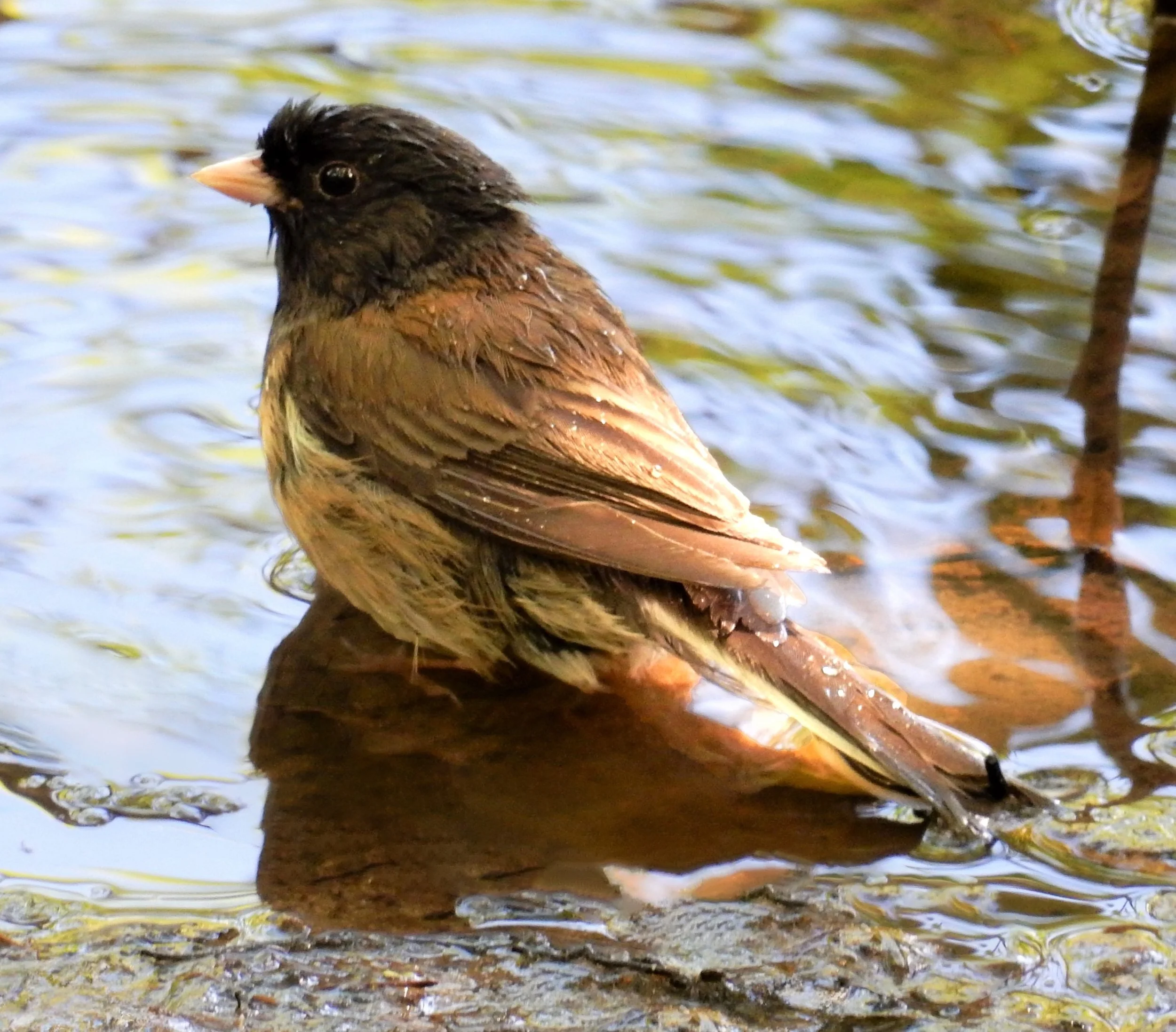 Dark-Eye Junco