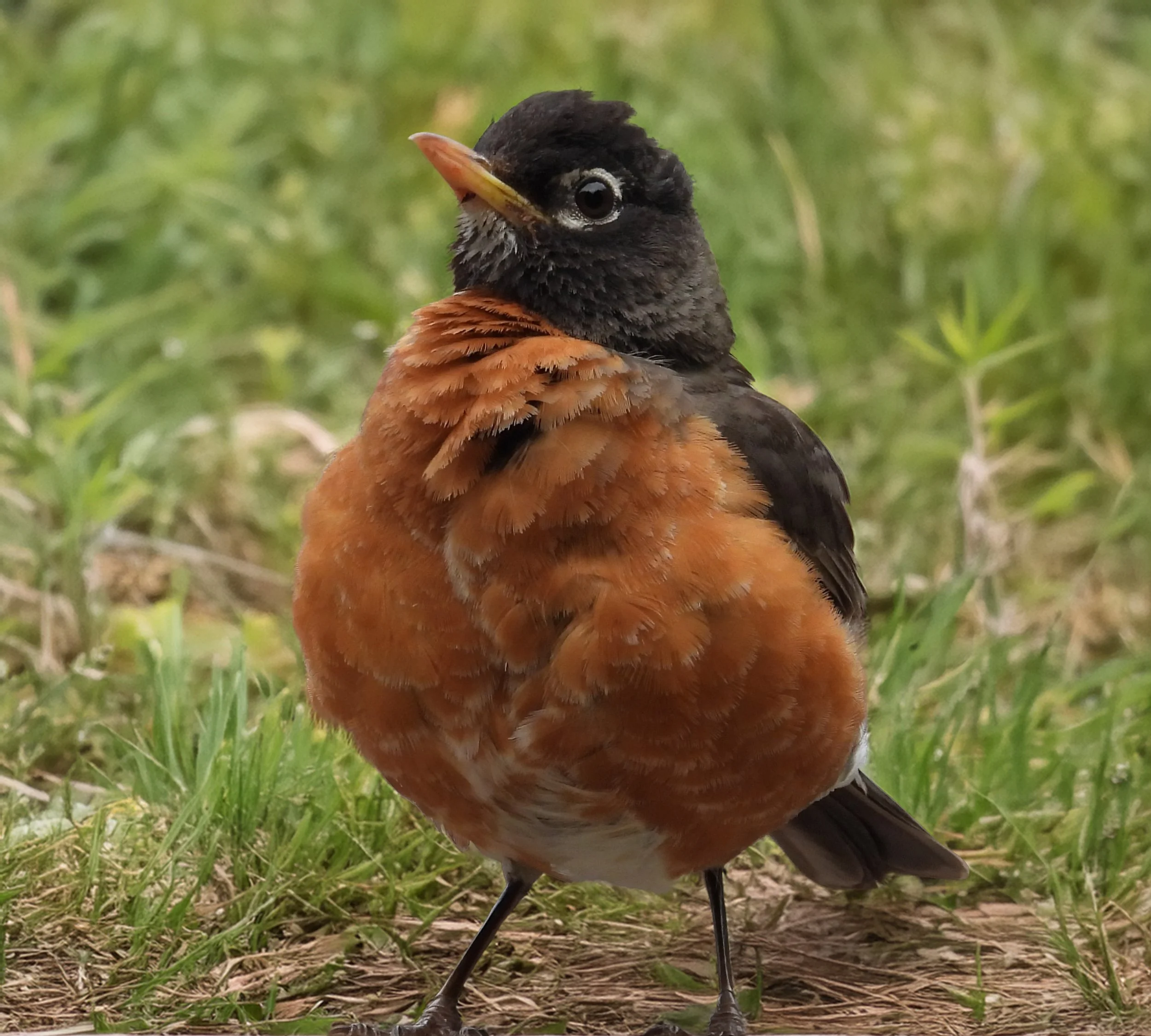 Robin