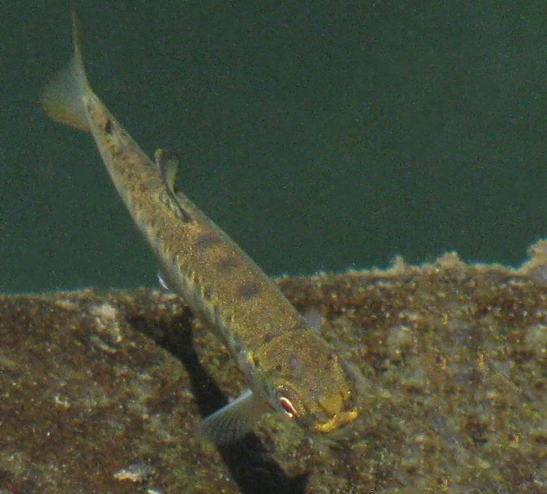Salmon