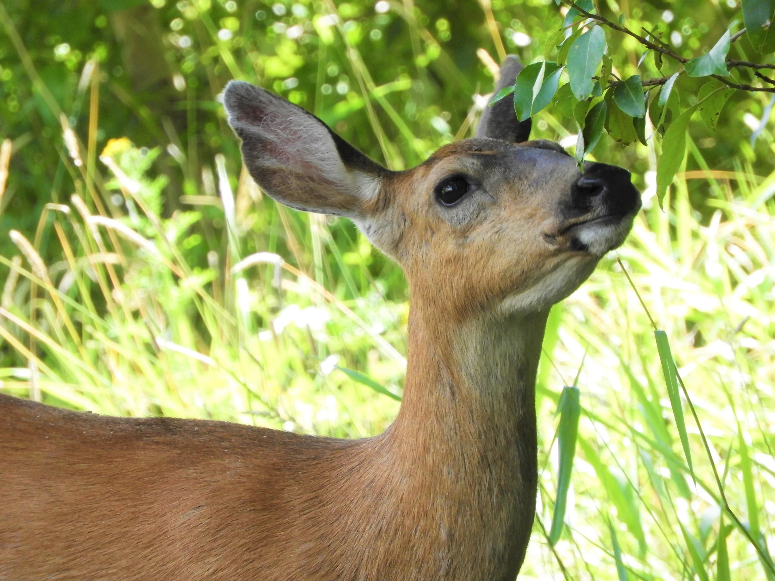 Deer