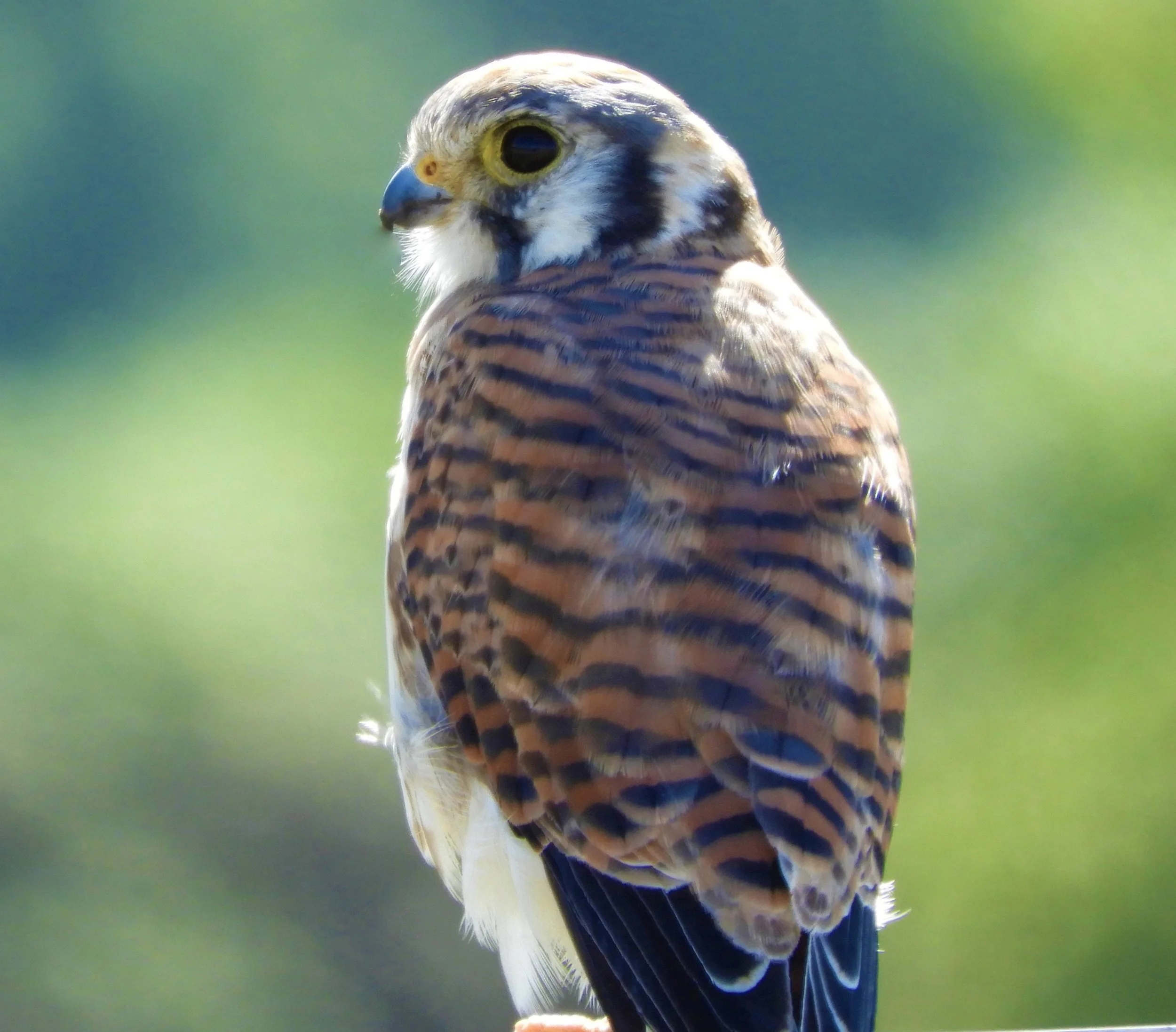 Kestrel
