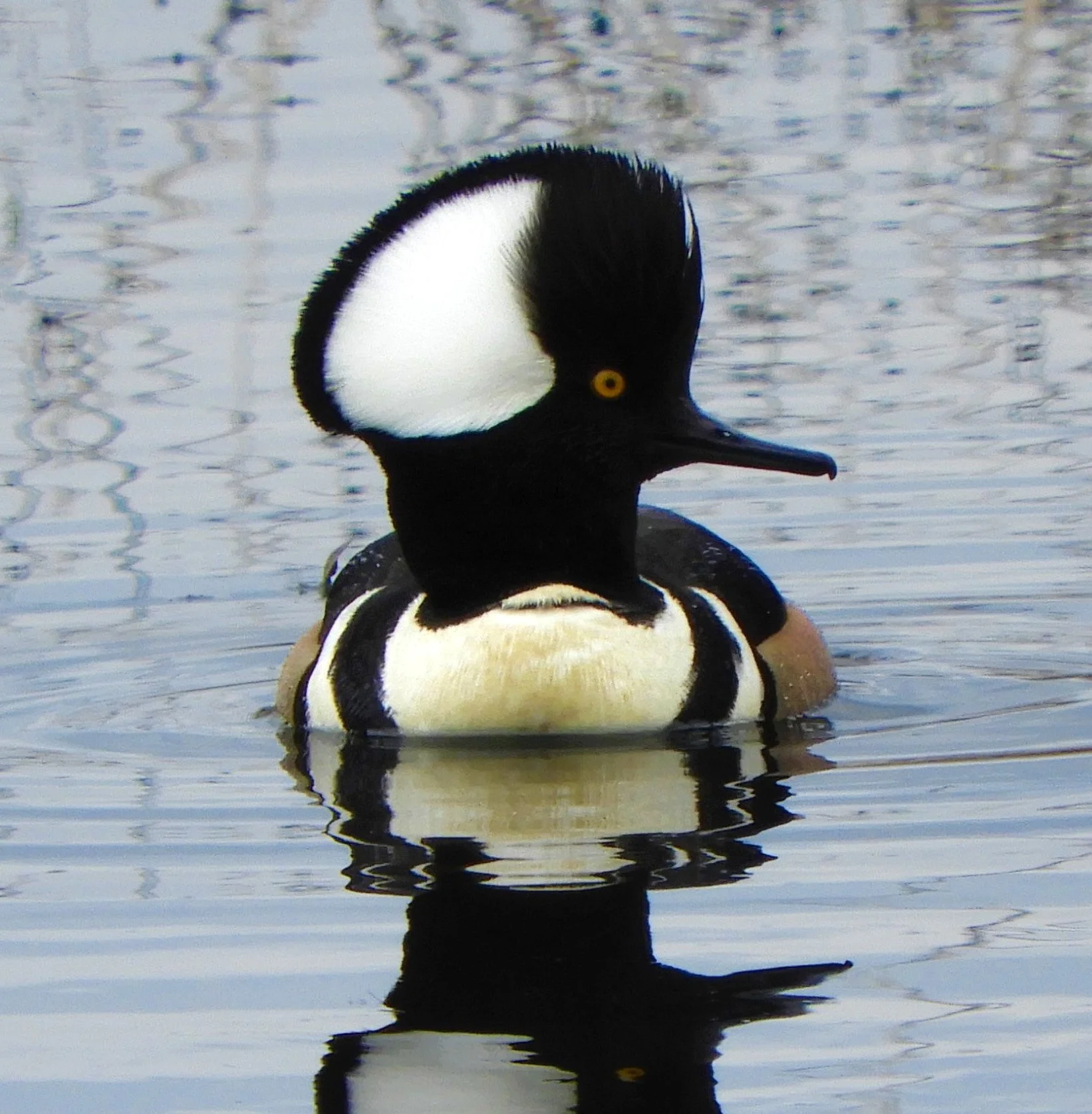 Hooded Merganser