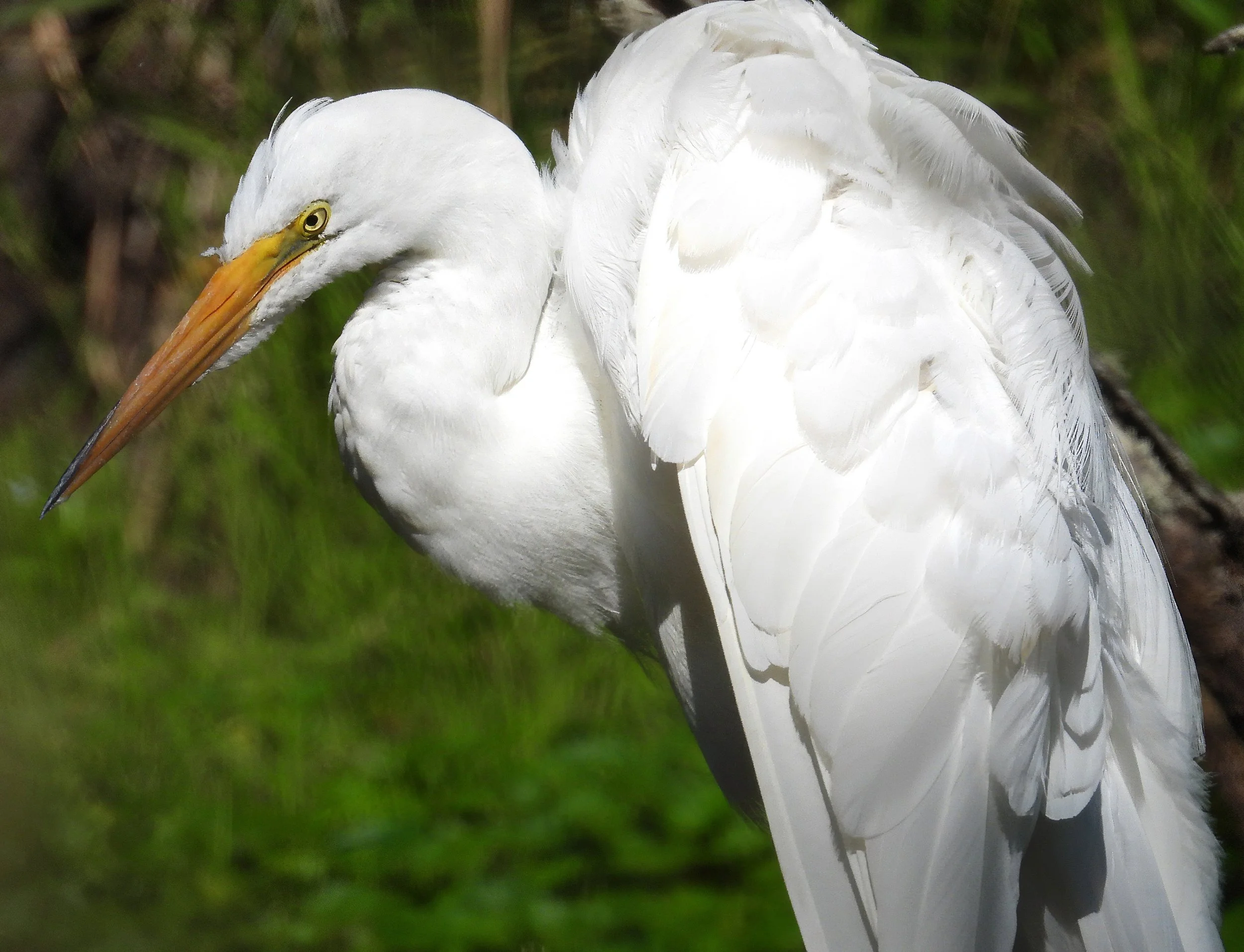 Egret