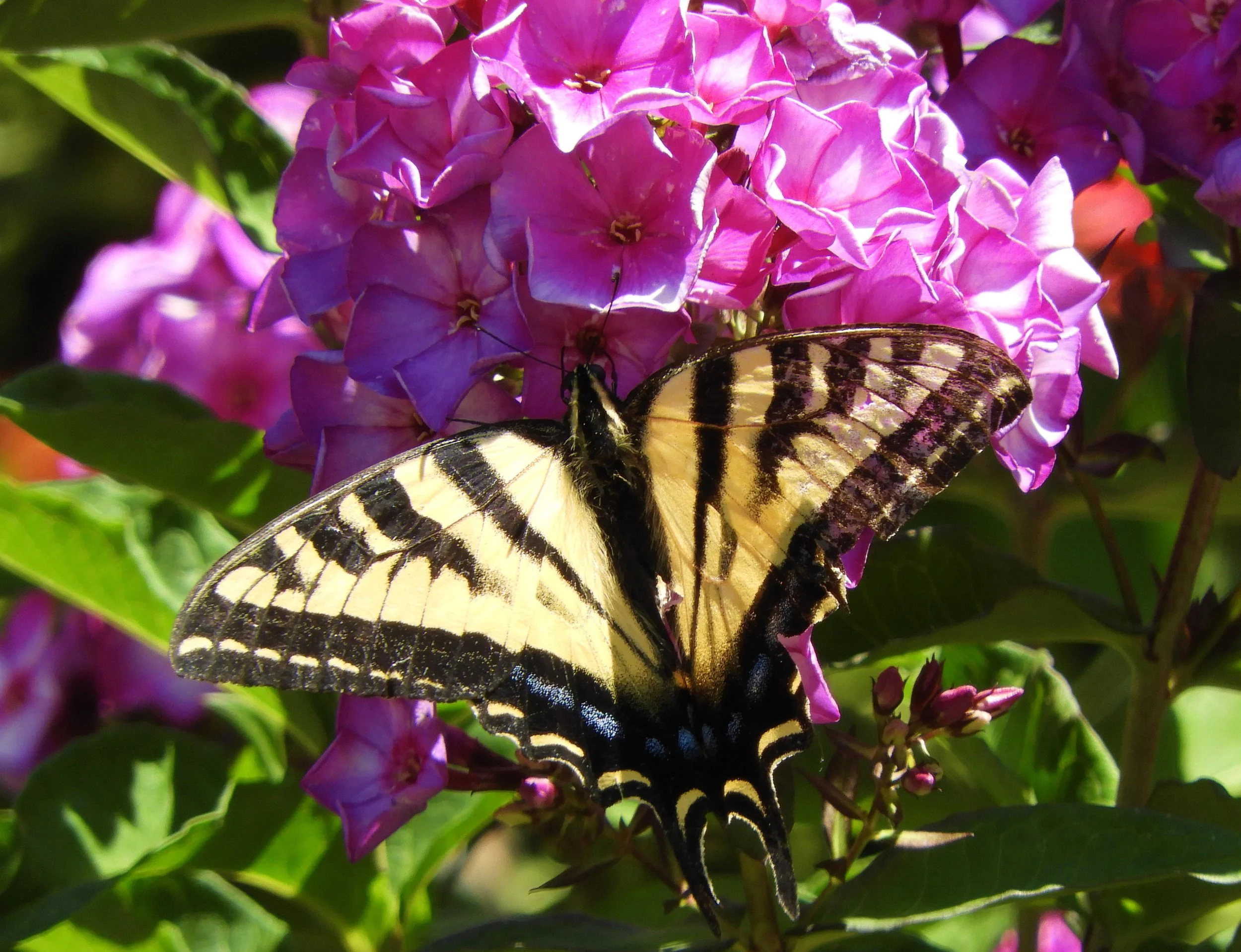 Swallowtail Butterfly