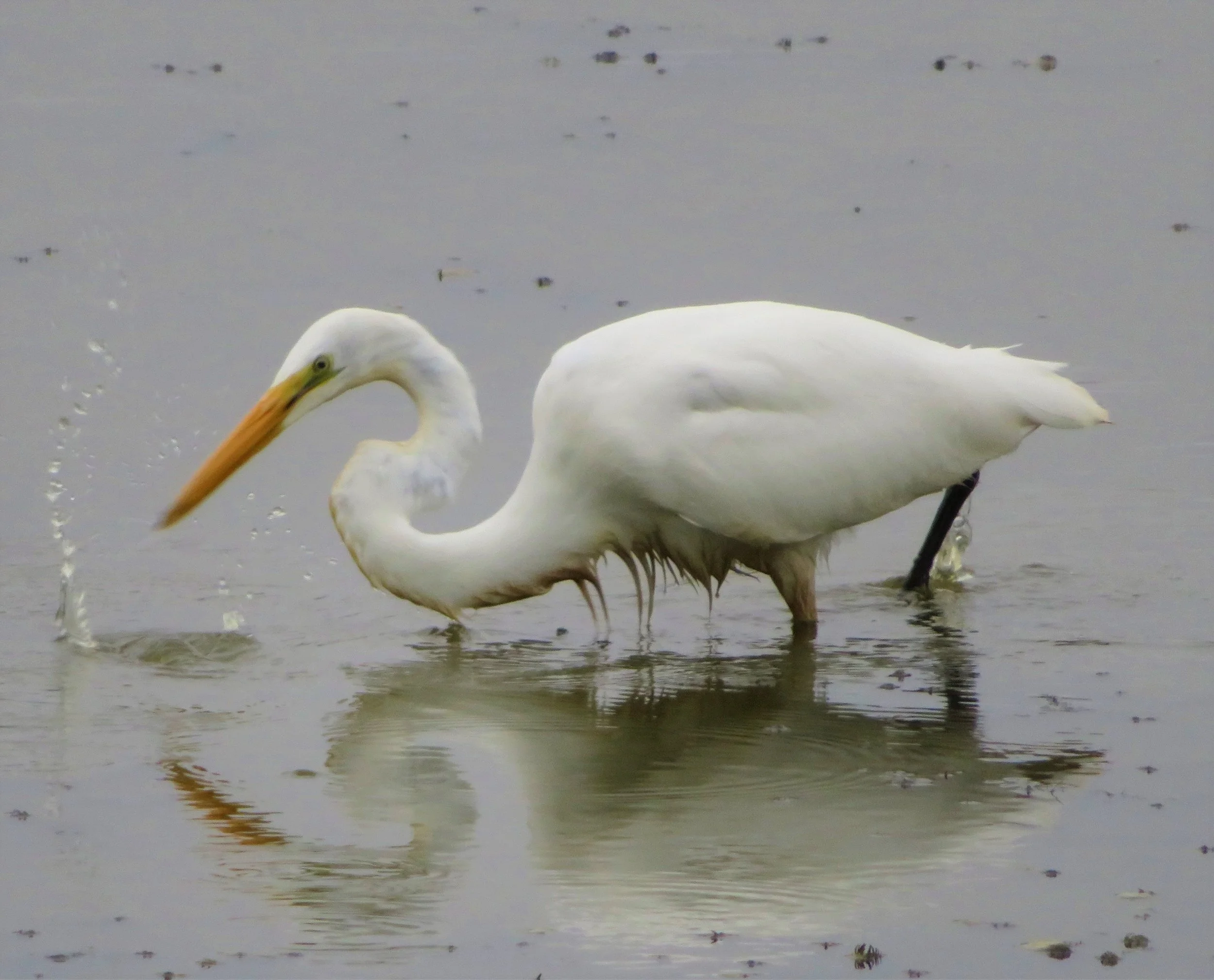 Egret