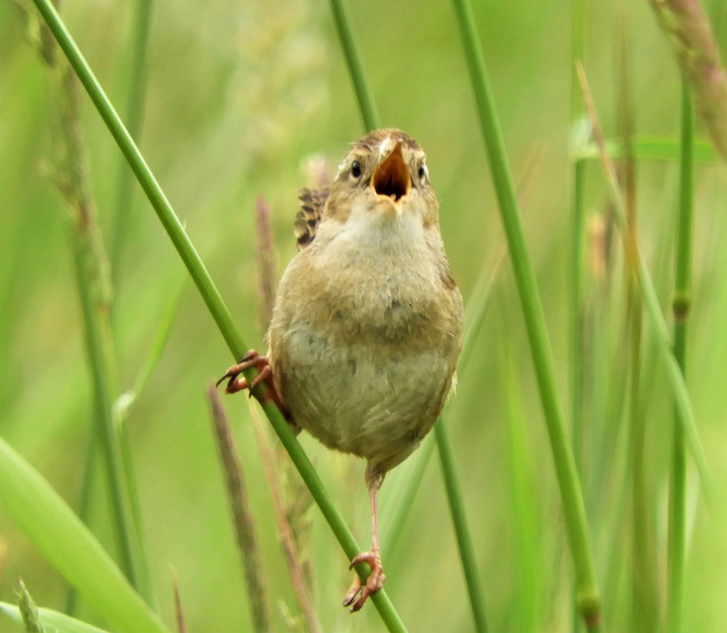 Marsh Wren