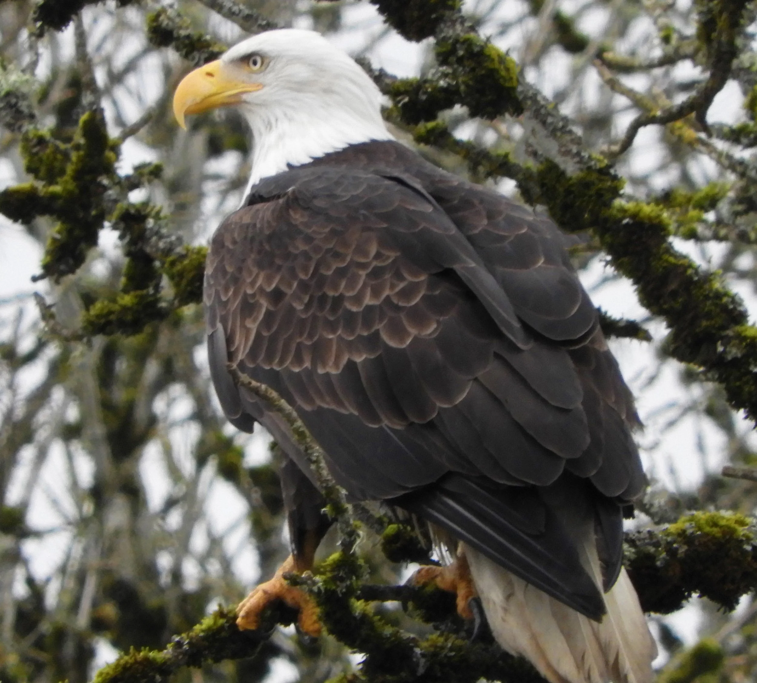 Eagle