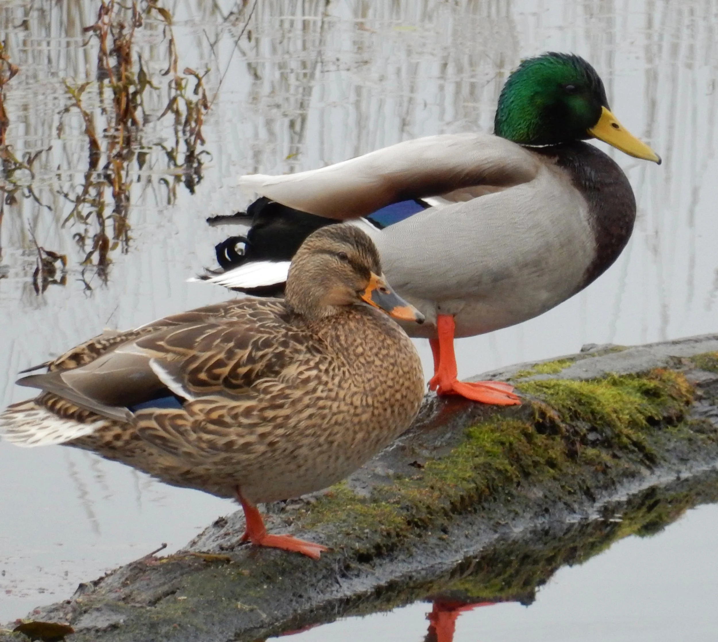 Mallards
