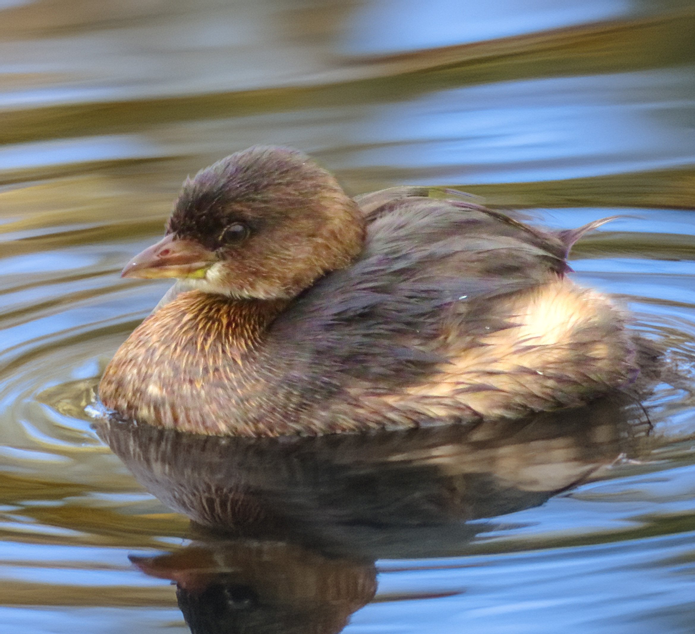Pied-Billed Grebe