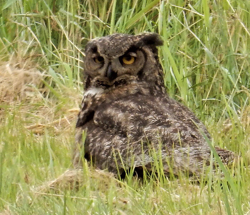 Great Horned Owl