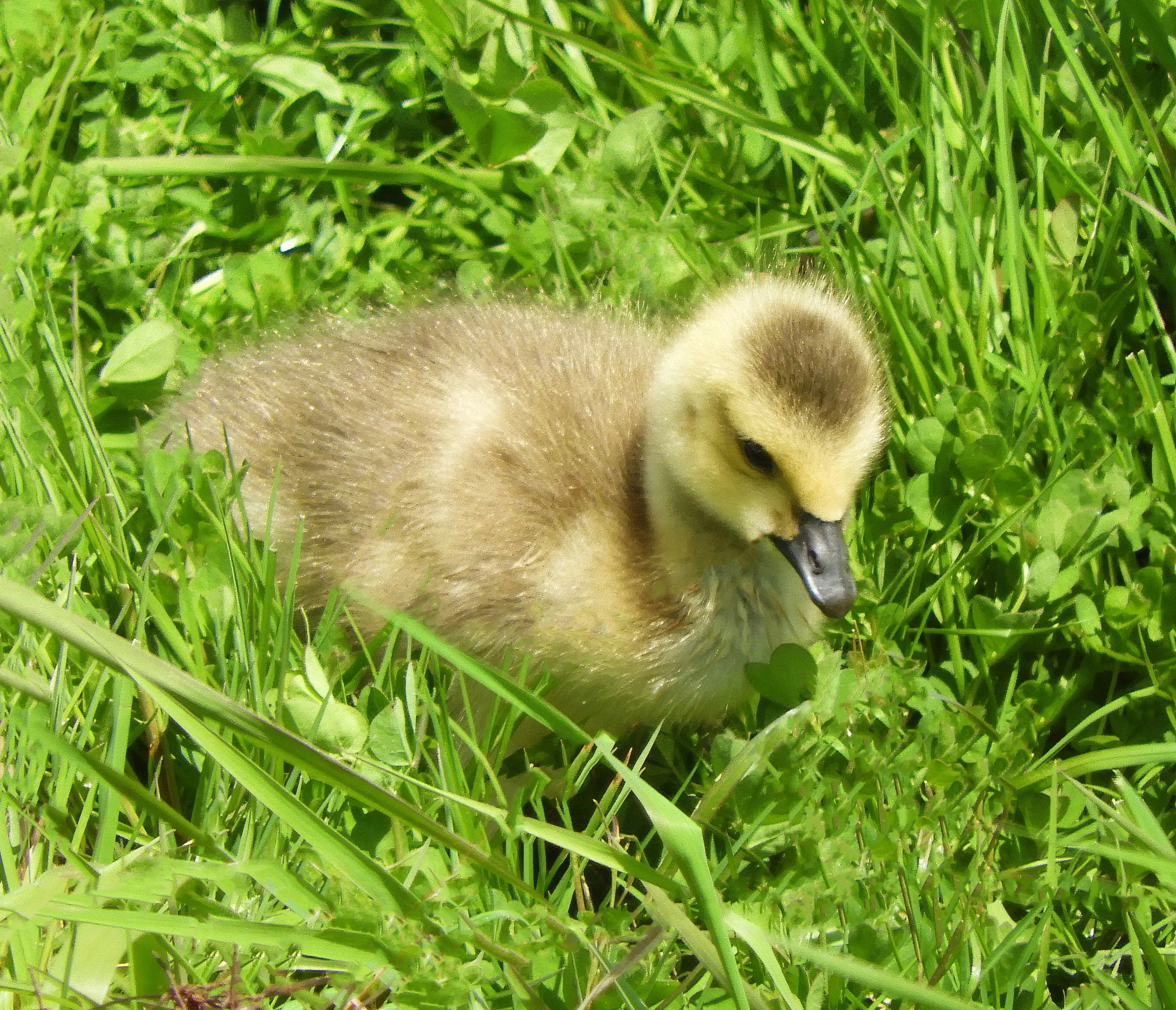 Gosling