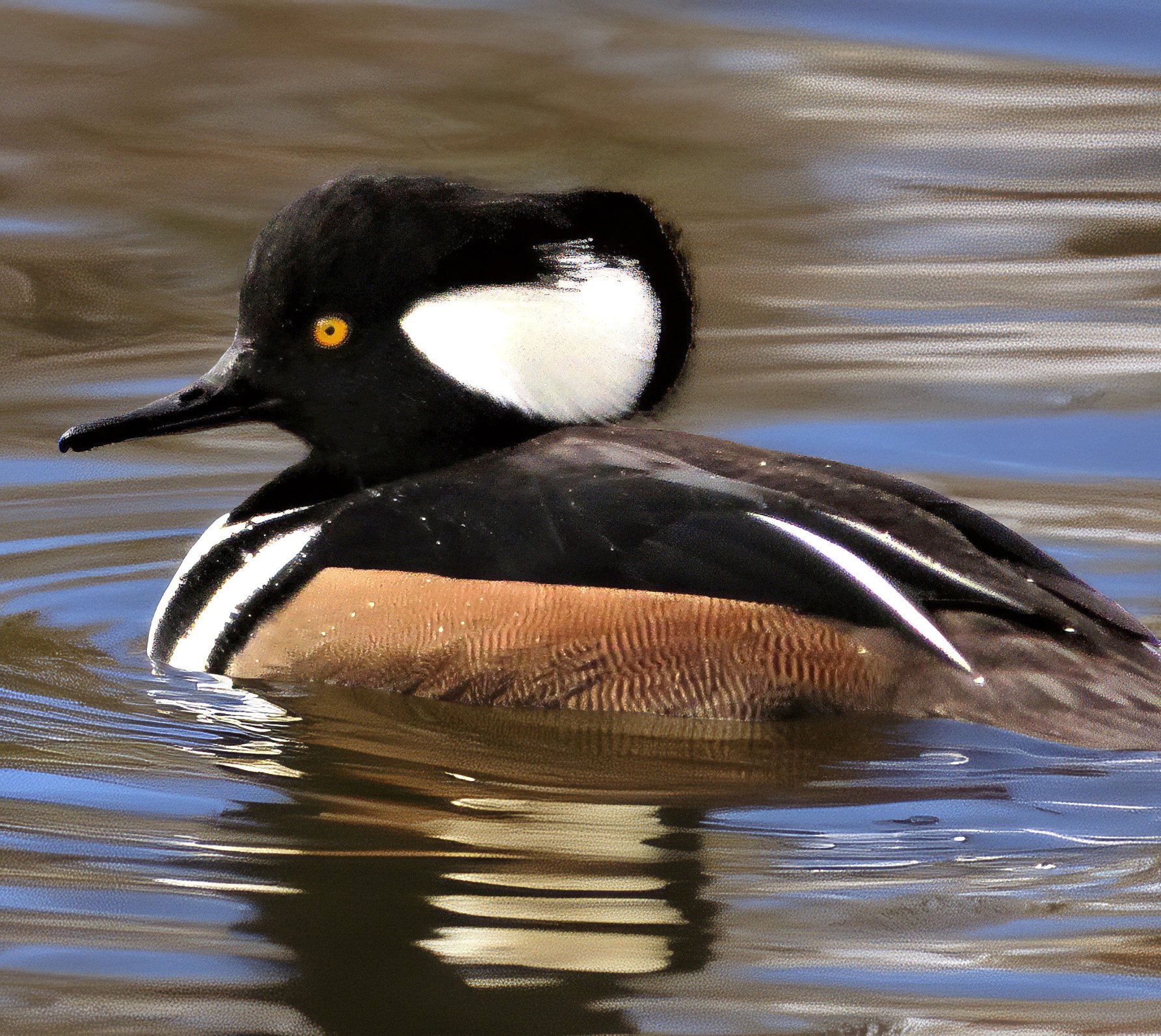 Hooded Merganser
