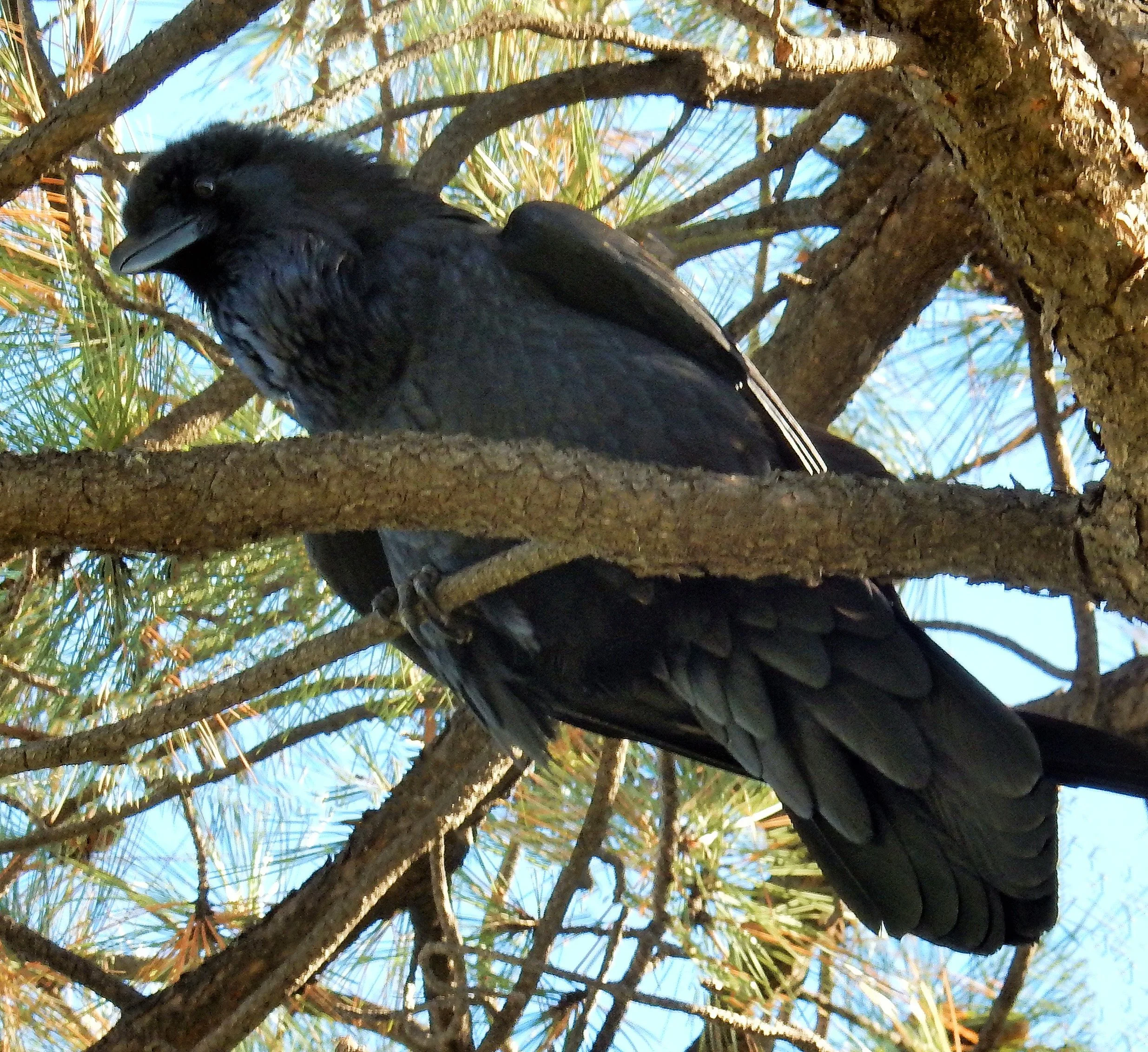 Raven
