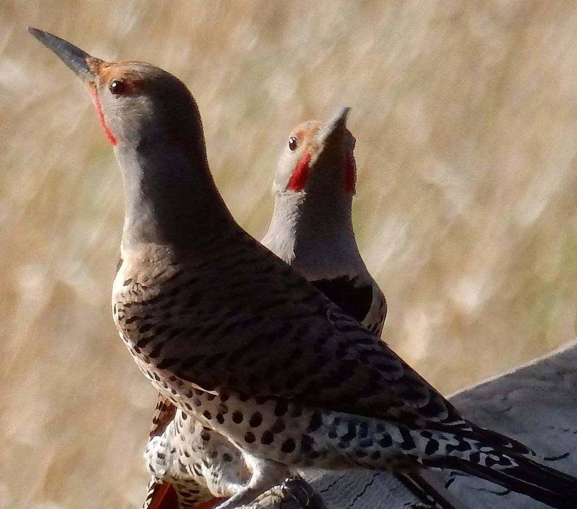 Flickers