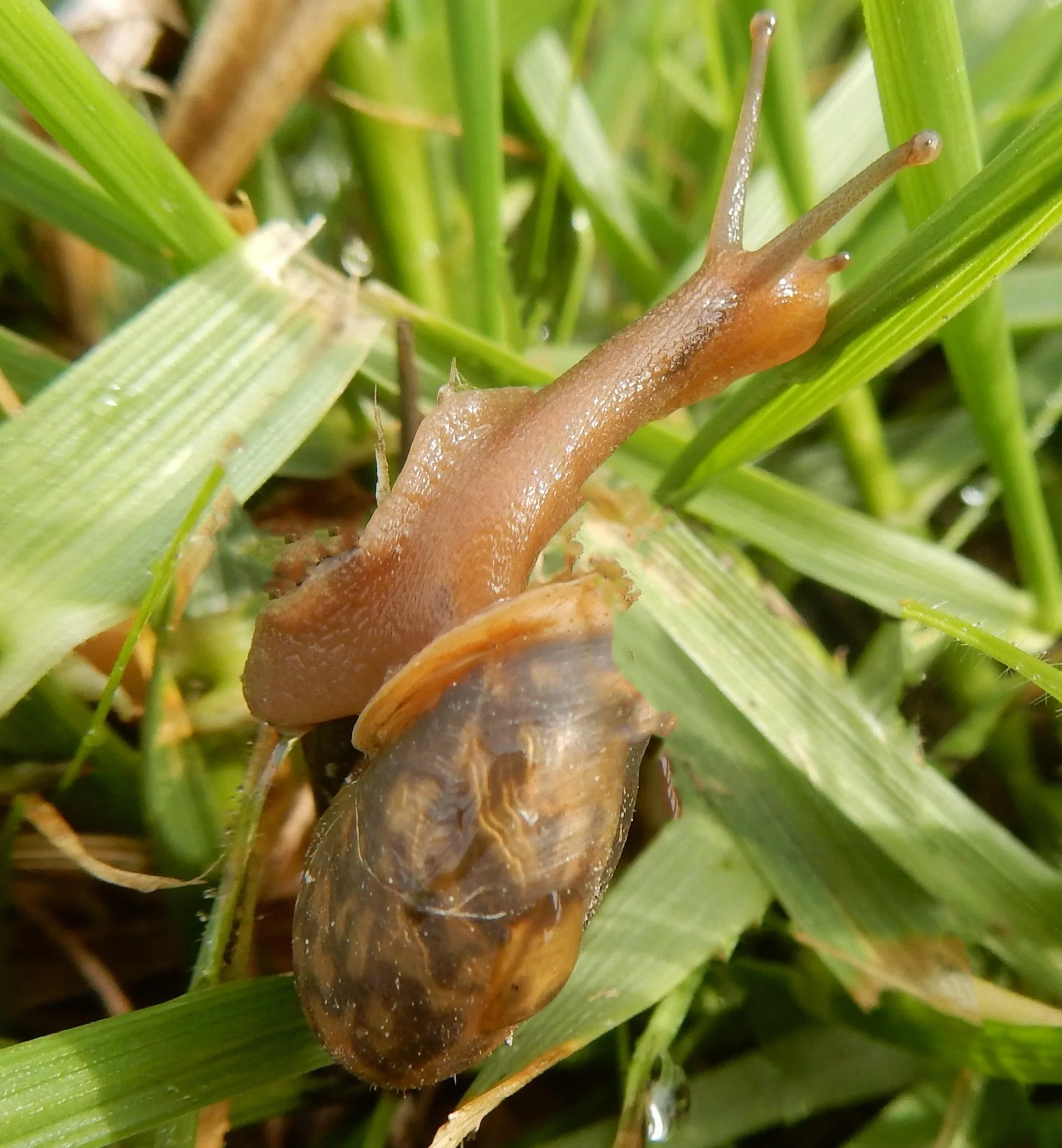 Snail