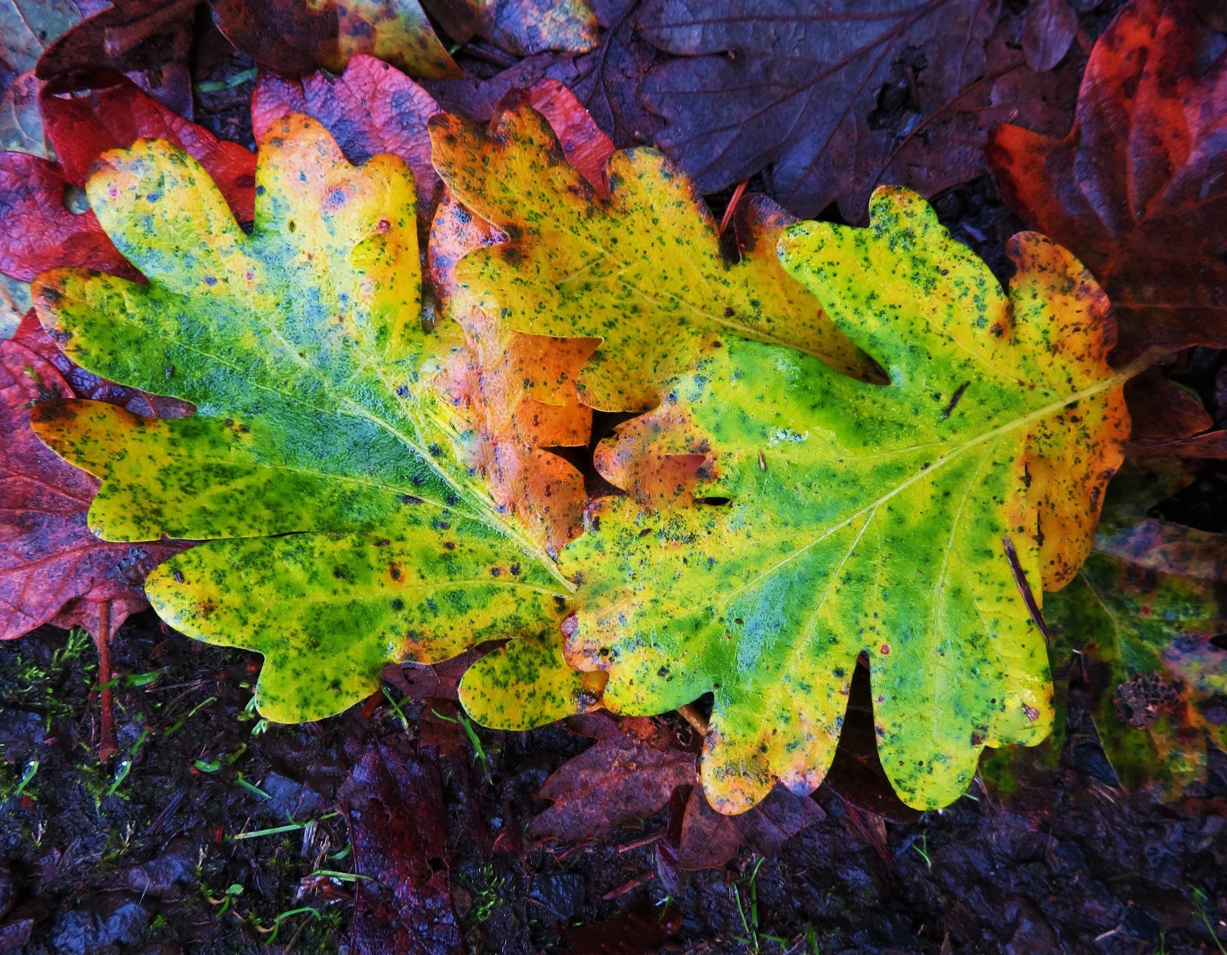 Leaves