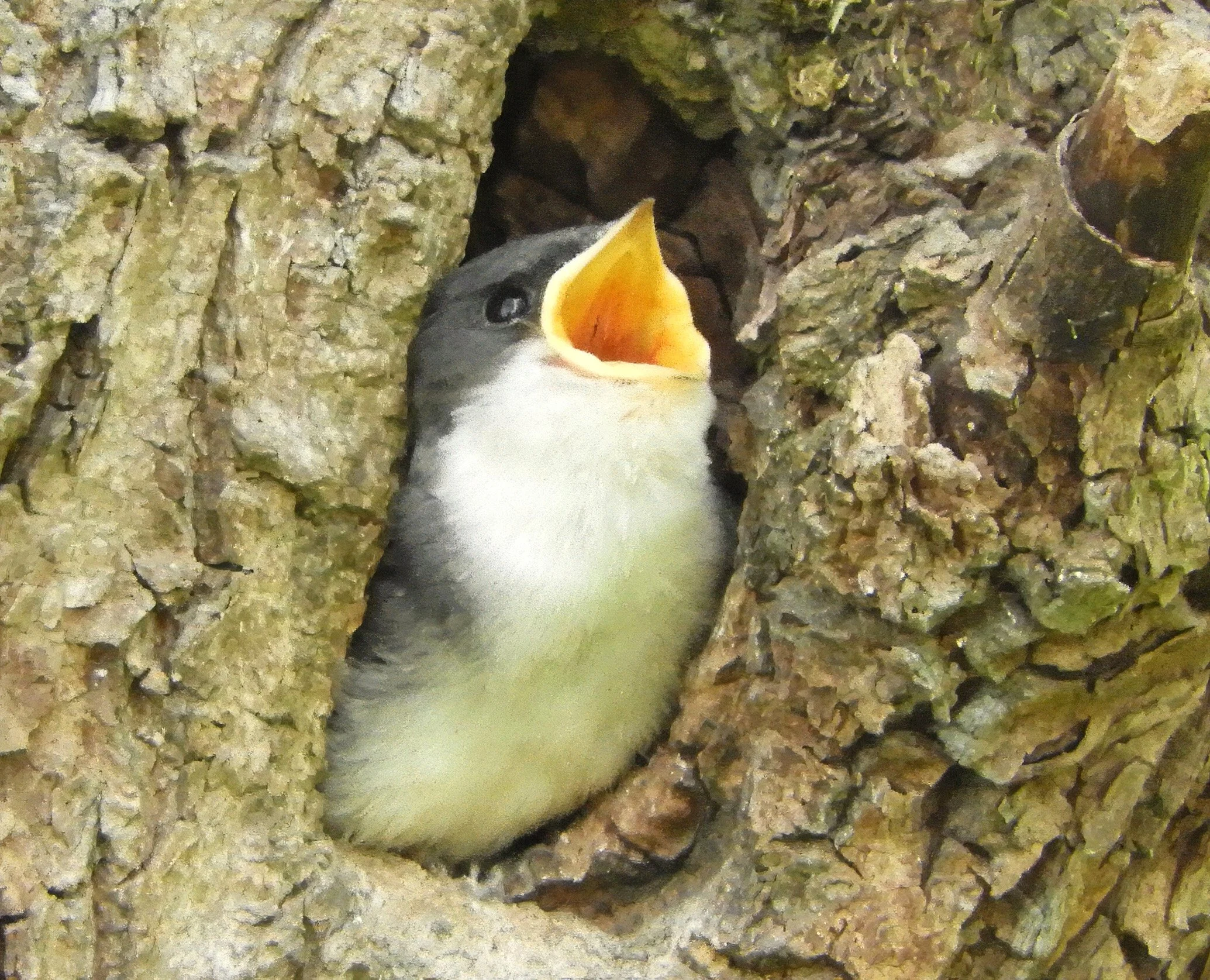 Tree Swallow