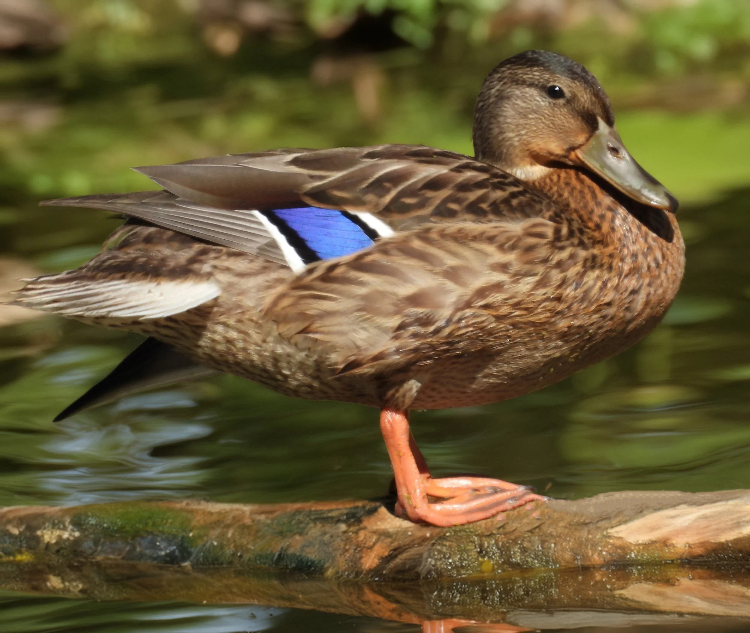 Mallard
