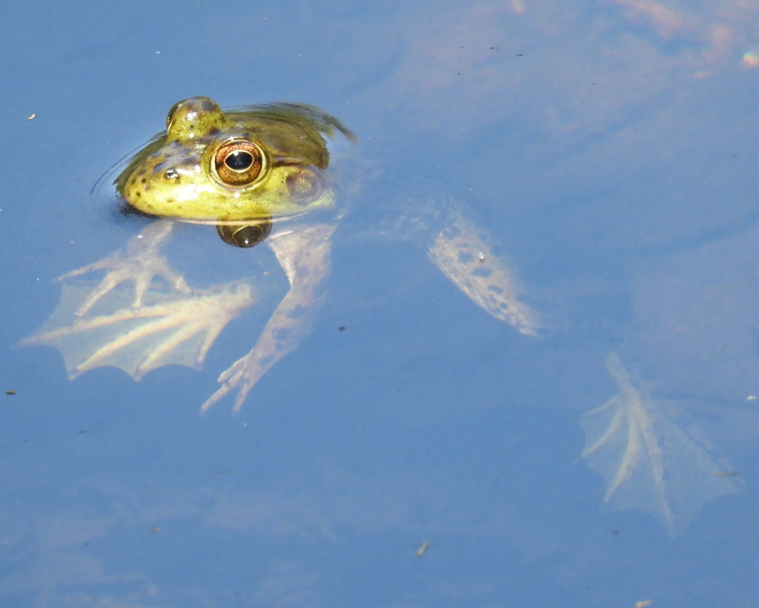 Frog