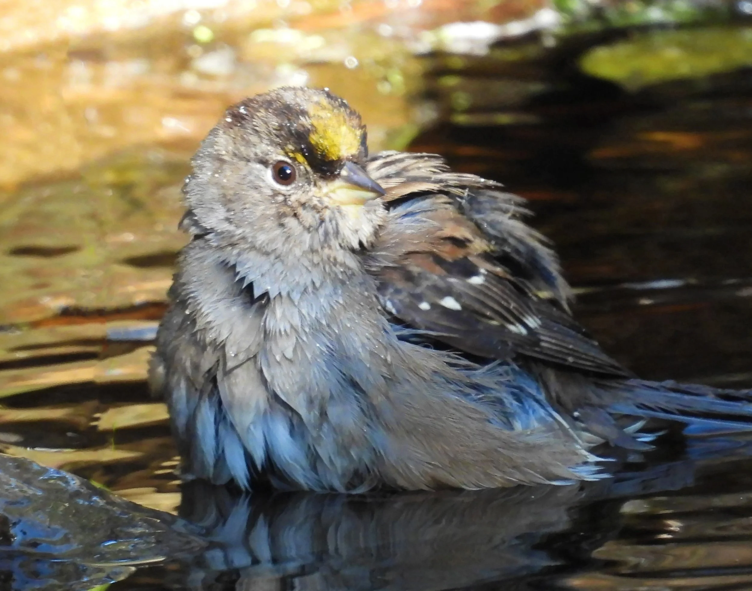 Golden-Crowned Sparrow
