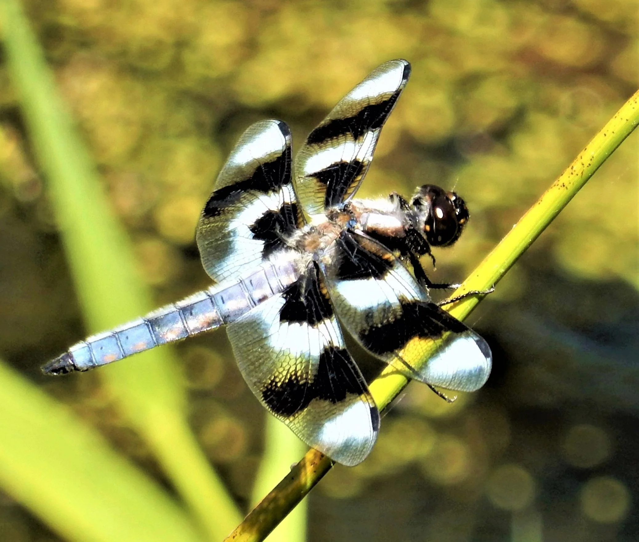 Dragonfly