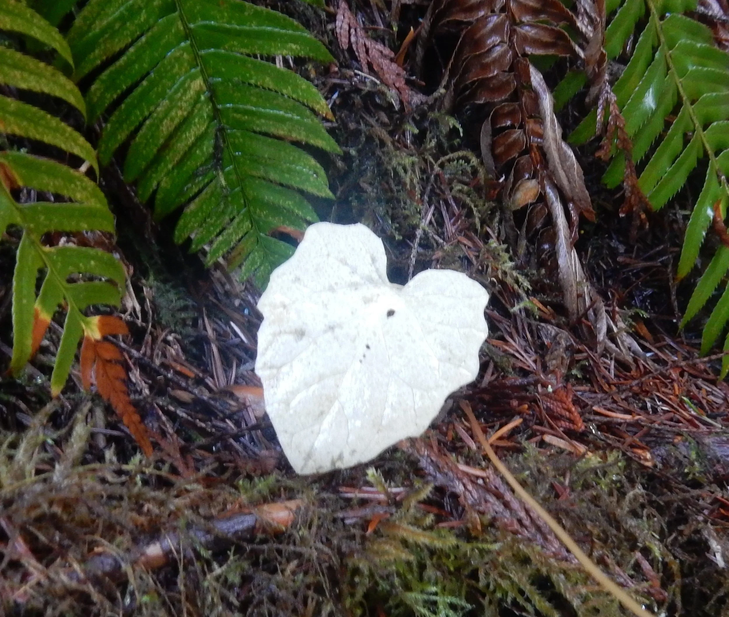 Leaf